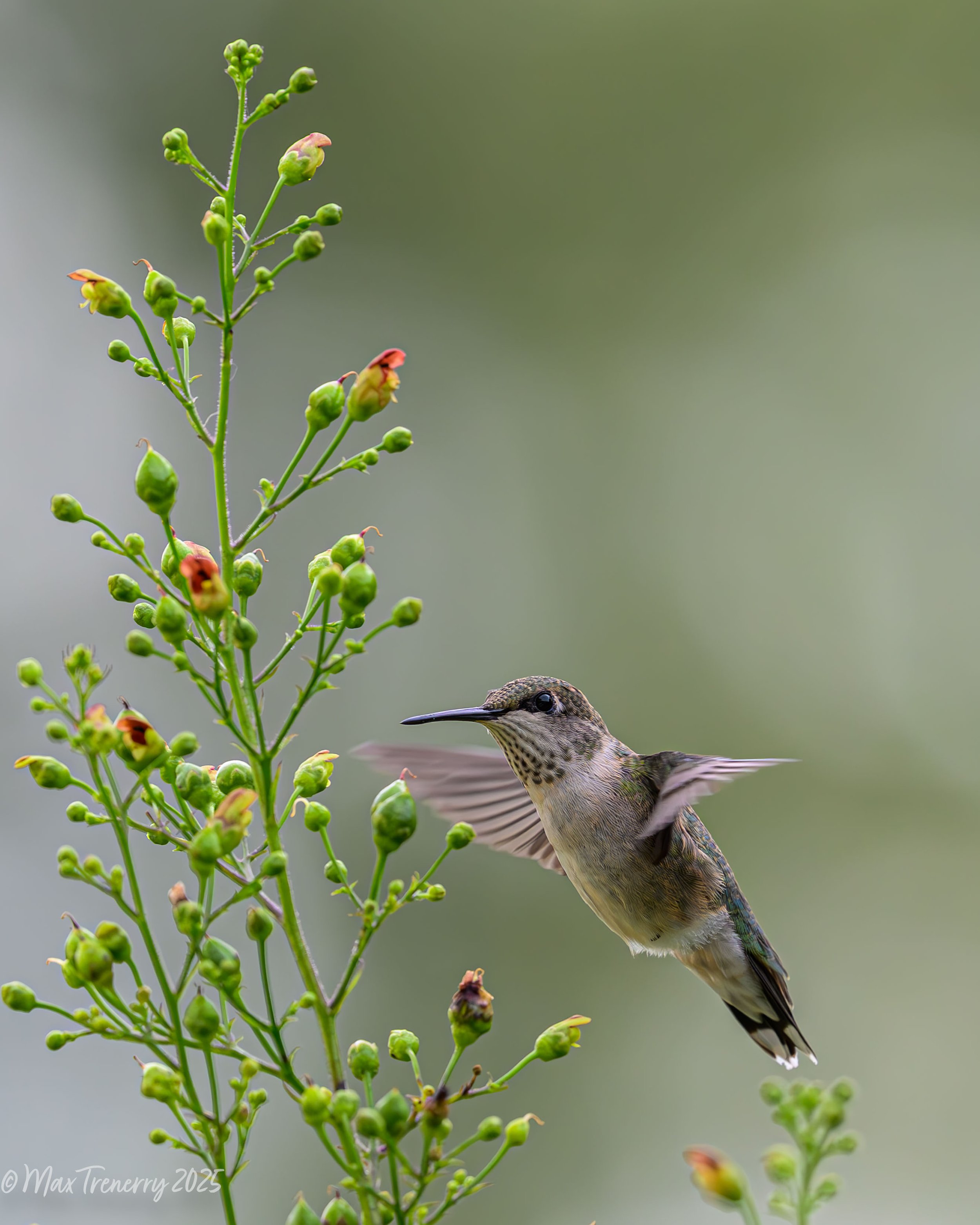 For IG Hummingbird at Late Figwort_DSC4617.jpg