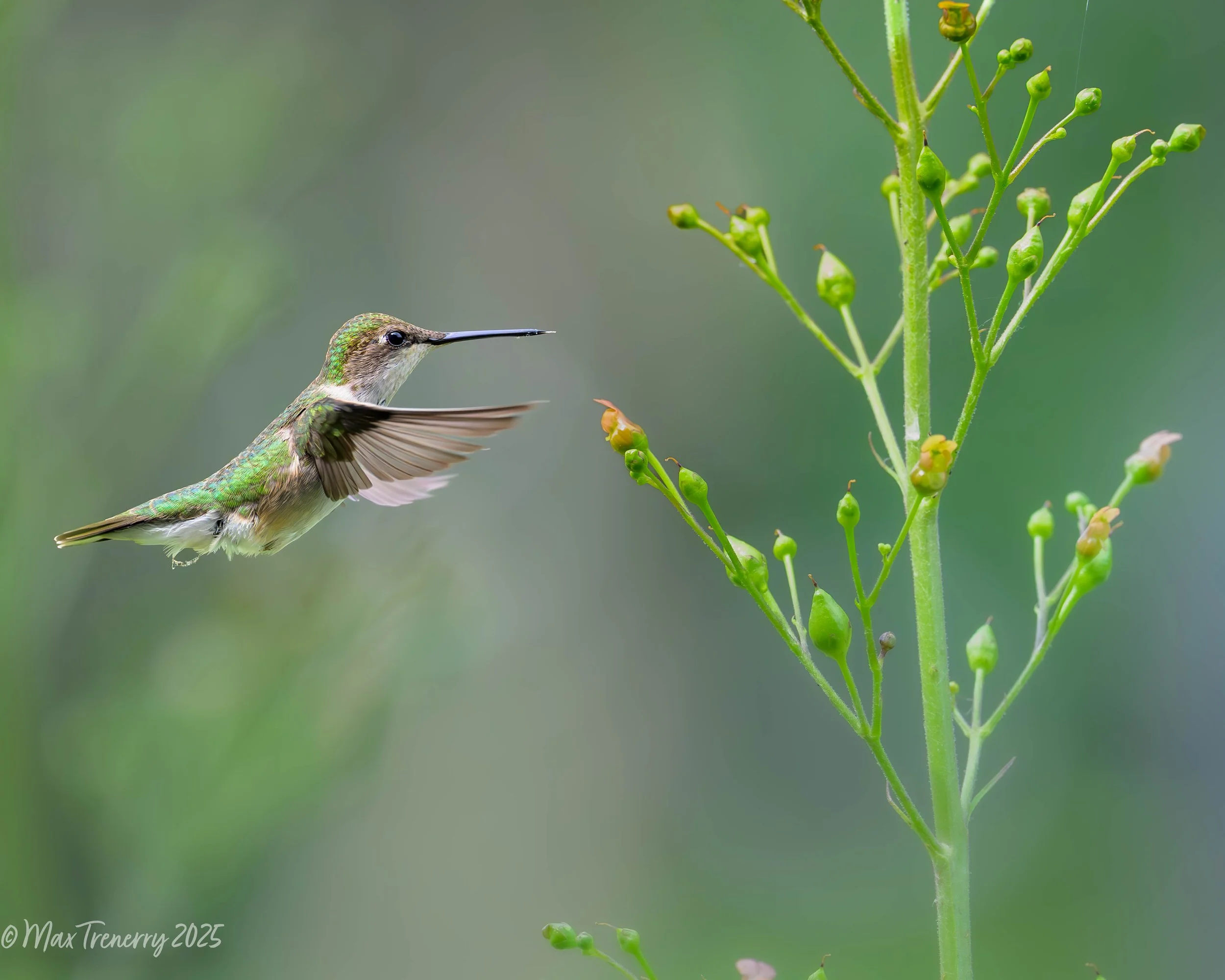 For IG Hummingbird at Figwort_DSC5887.jpg