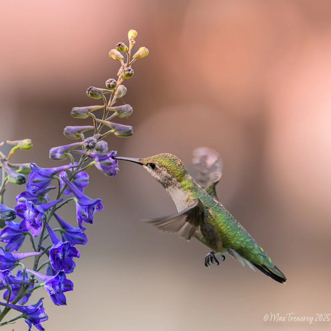 Ruby-throated hummingbird visiting native delphinium.  July 2025.  Nikkor Z 400mm f/4.5