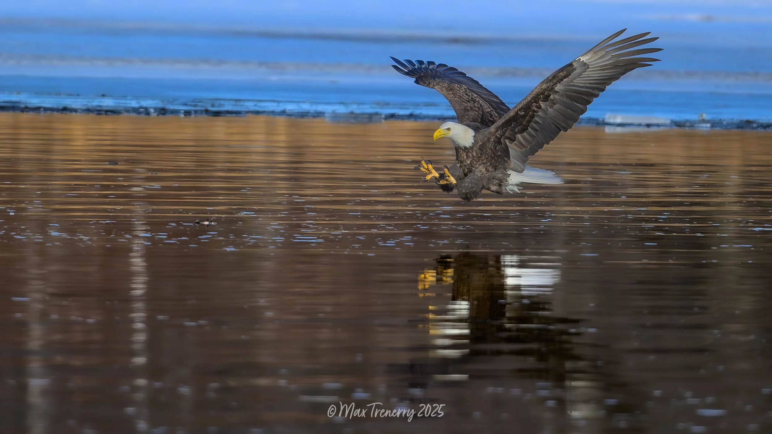 Bald Eagle fishing in the Black River near La Crosse, Wisconsin