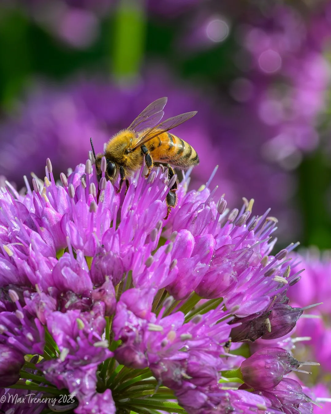 Honey bee on Allium