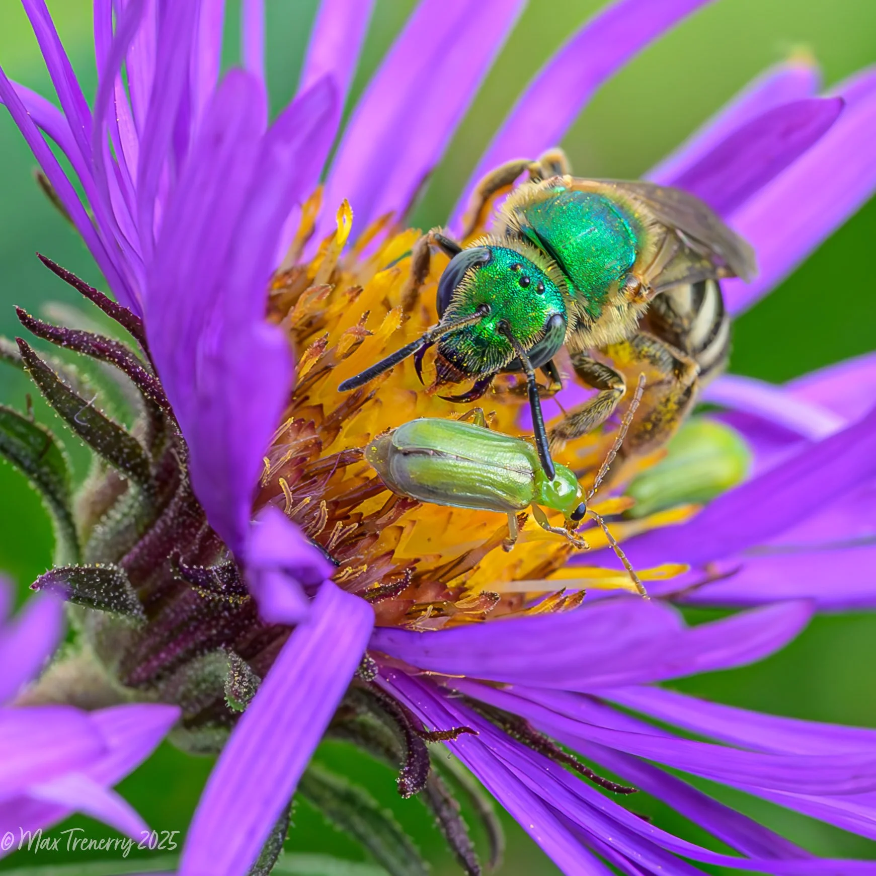 Male metallic green sweat bee on New England aster, with bonus green weevils!
