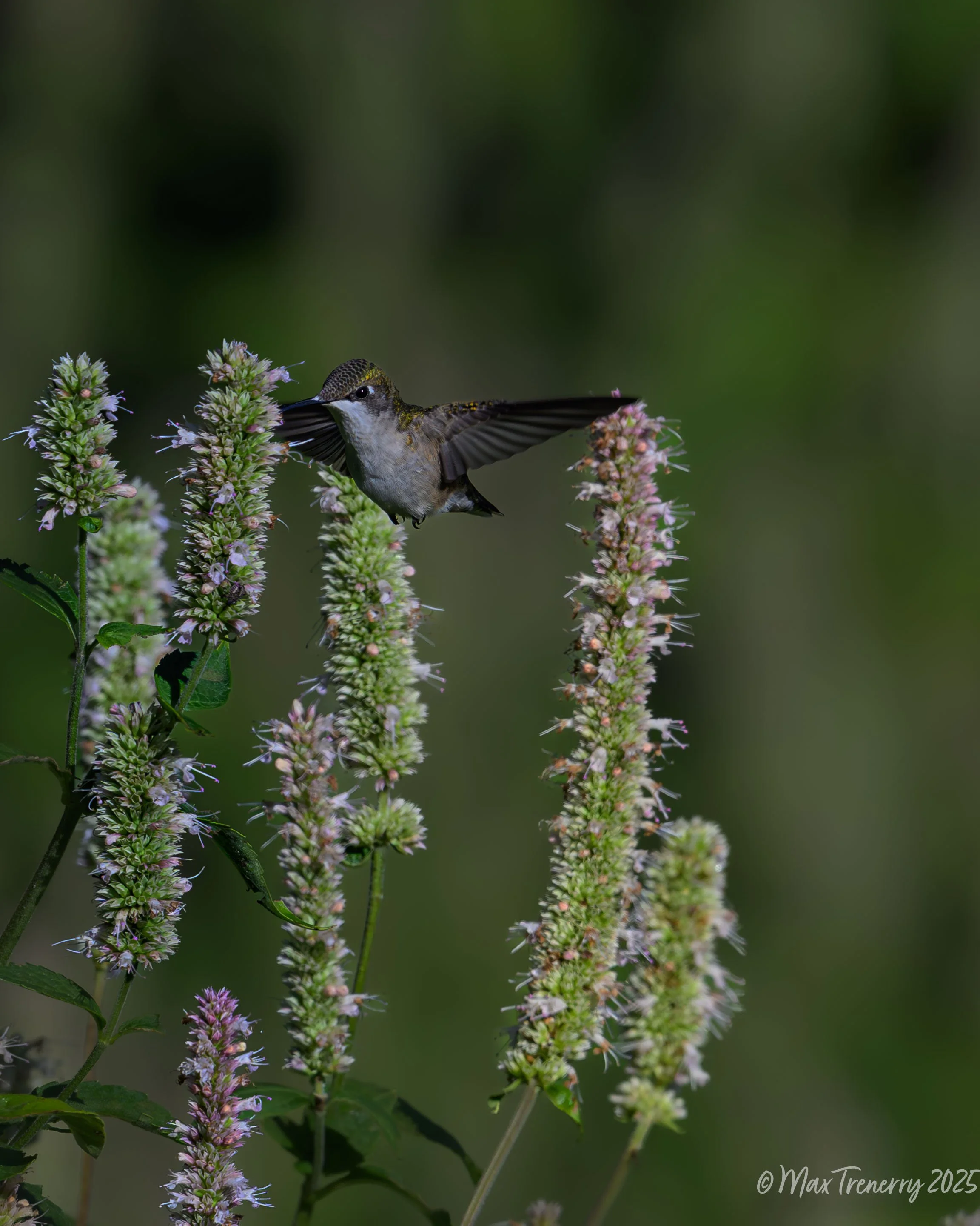 For IG Hummingbird at Hyssop_DSC3657-2.jpg