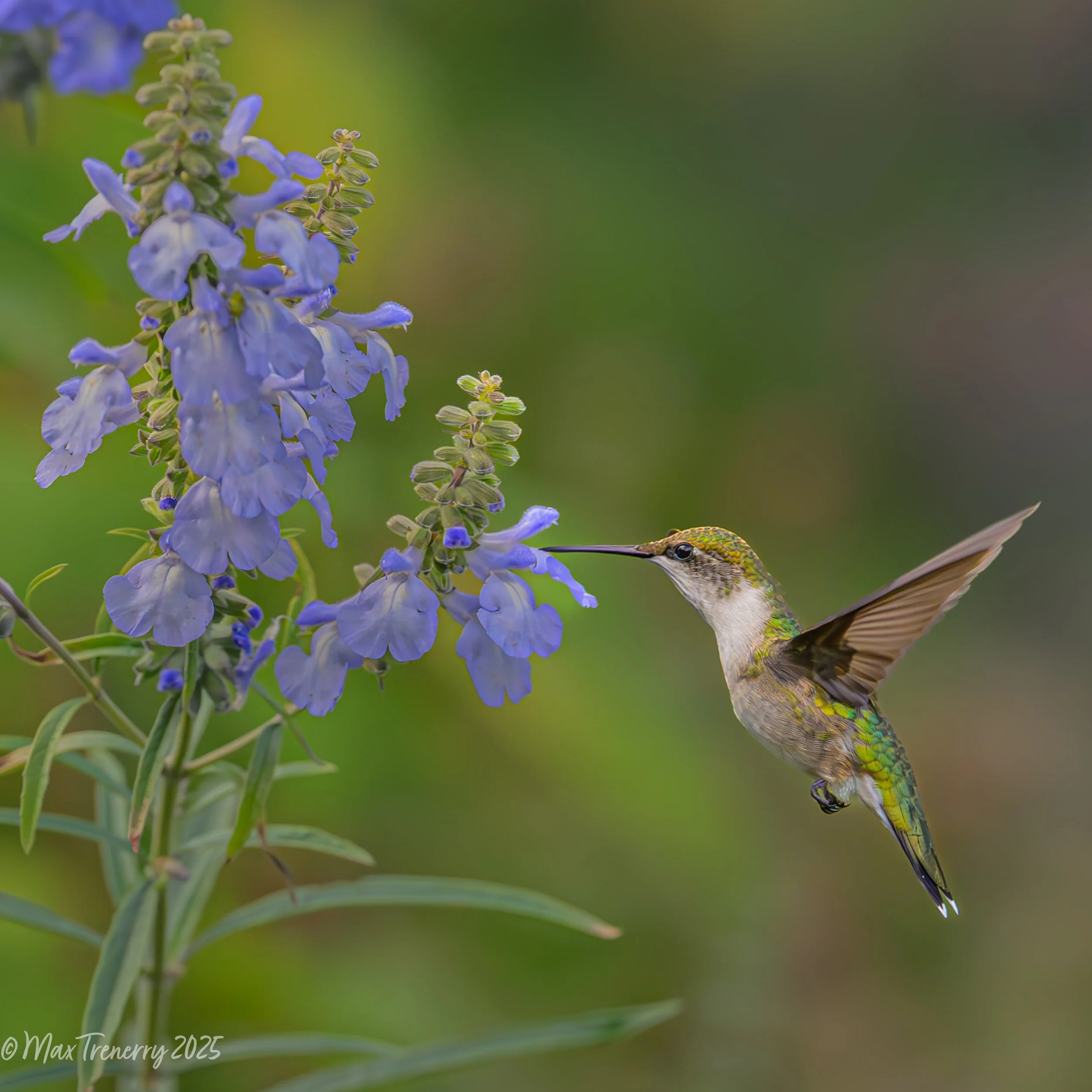 for IG Hummingbird on Blue Sage Summer 2025_DSC5685-2.jpg