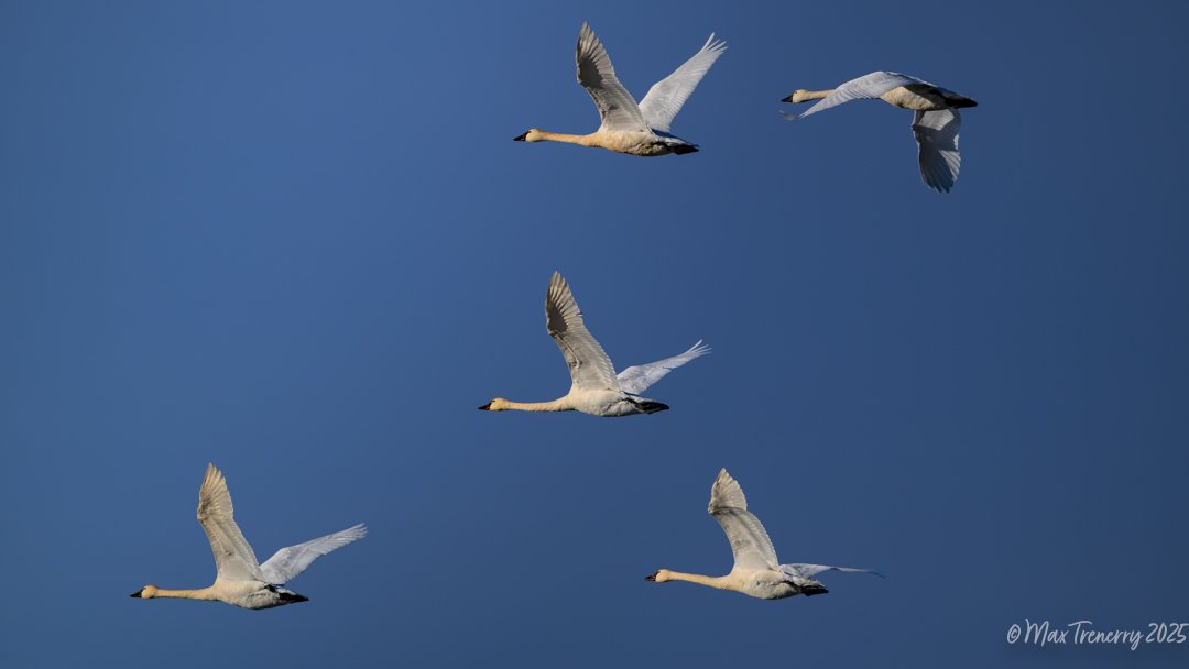 Tundra Swans near Rochester, Minnesota.  March 12, 2025
