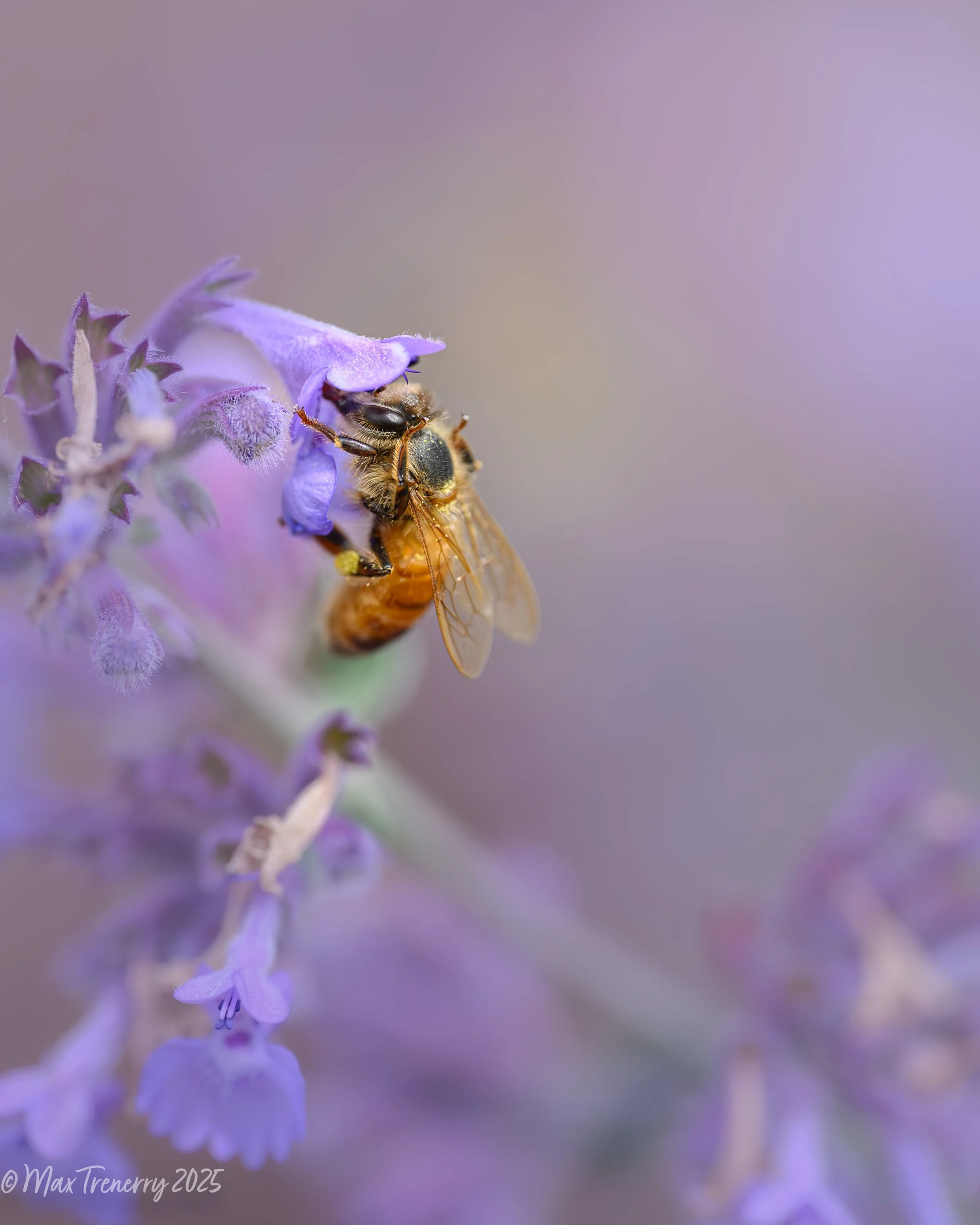 Honey bee on catmint.  Summer, 2025