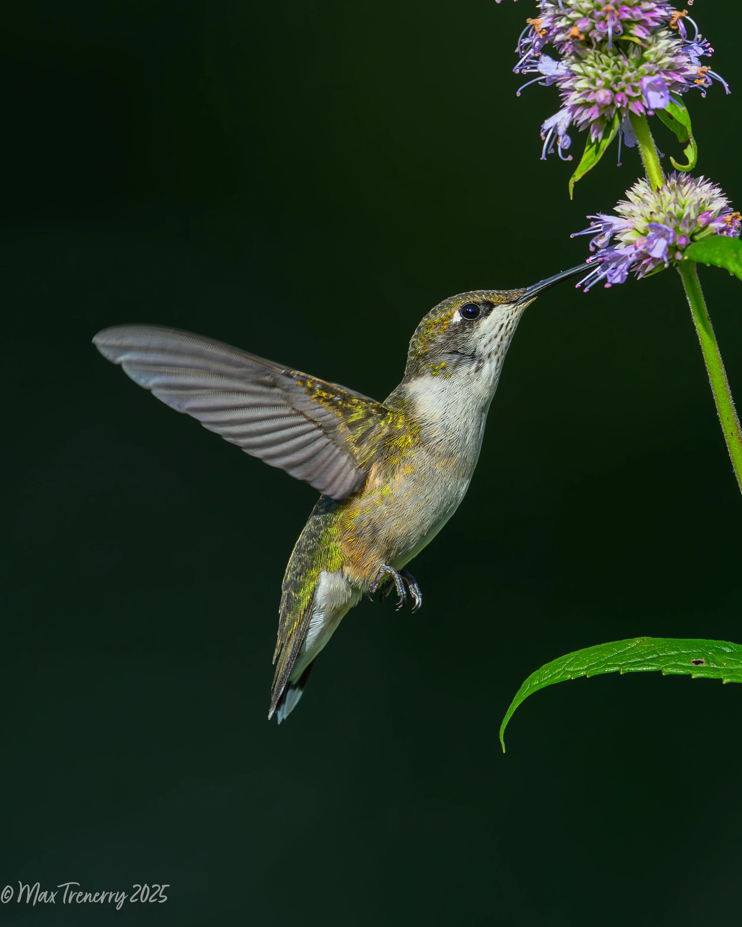 For IG. Hummingbird at blue hyssop_DSC3233-2.jpg
