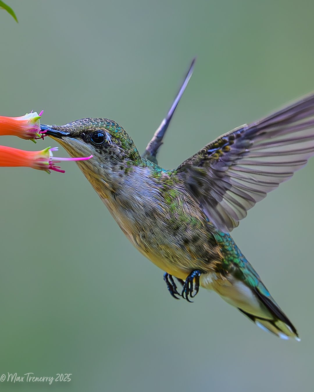 for IG Hummingbird at Cuphea_DSC6616-2.jpg