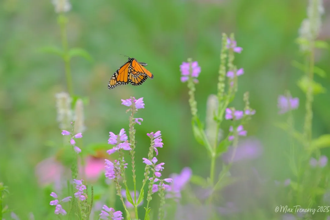 From August, 2025...A Monarch floating over our wildflower garden.  Most of the flowers are Obedient Plant.  Nikon Z8 and Nikkor Z 400mm TC VRS.