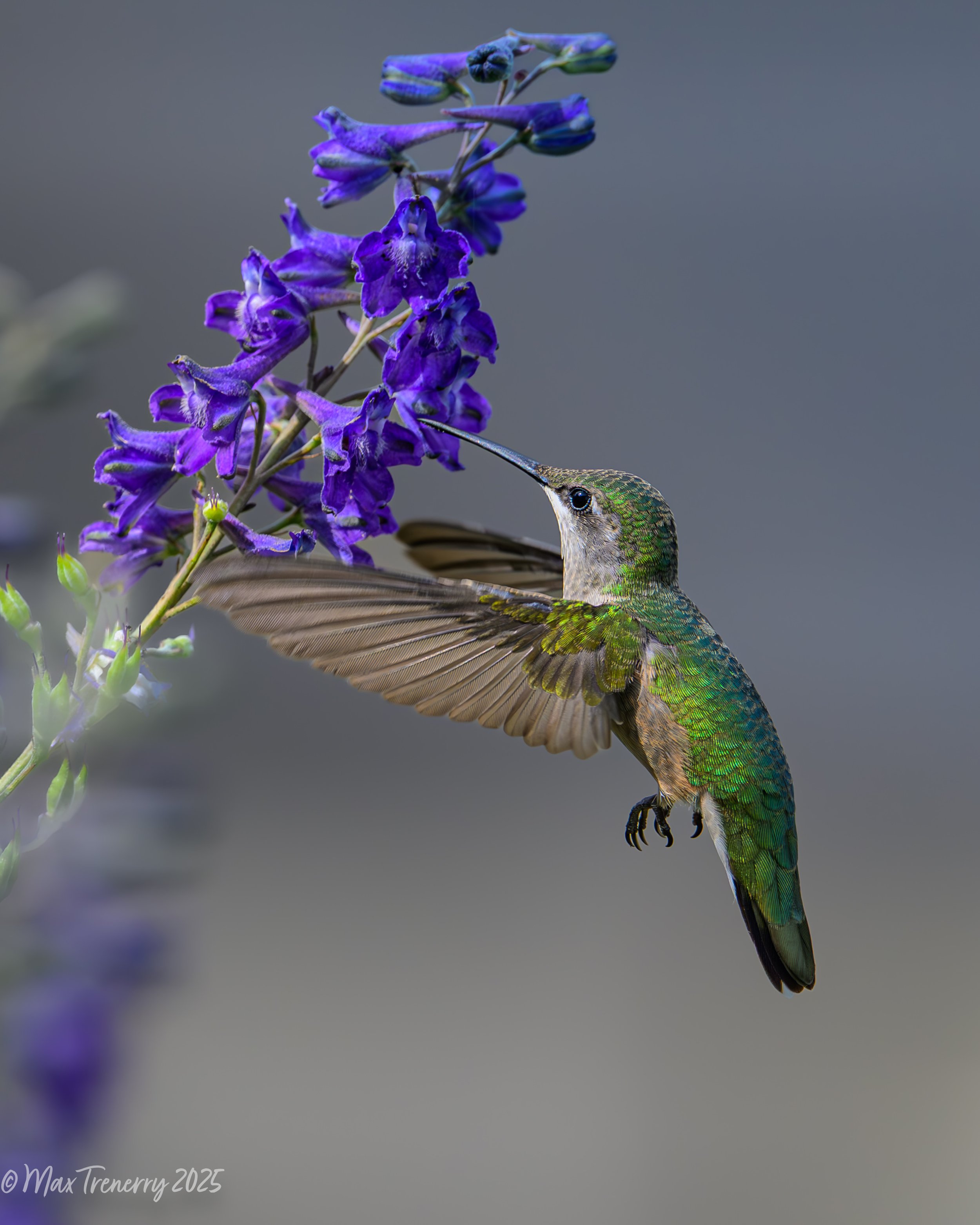 for IG Ruby Throated Hummingbird Delphinium_DSC2464.jpg