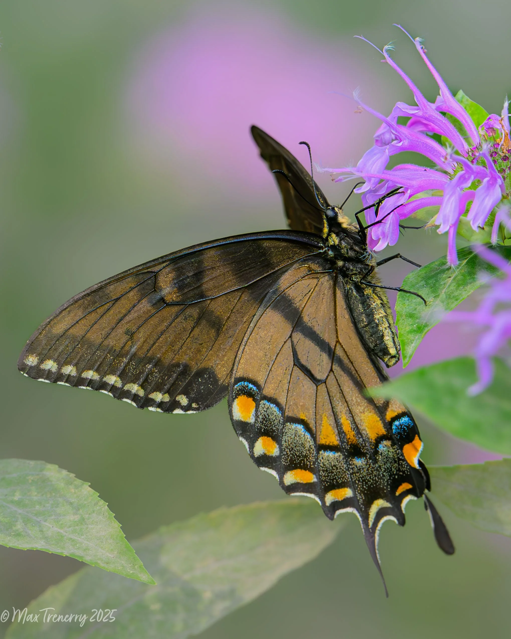 For IG Swallowtail butterfly on beebalm_DSC3181-2-2.jpg