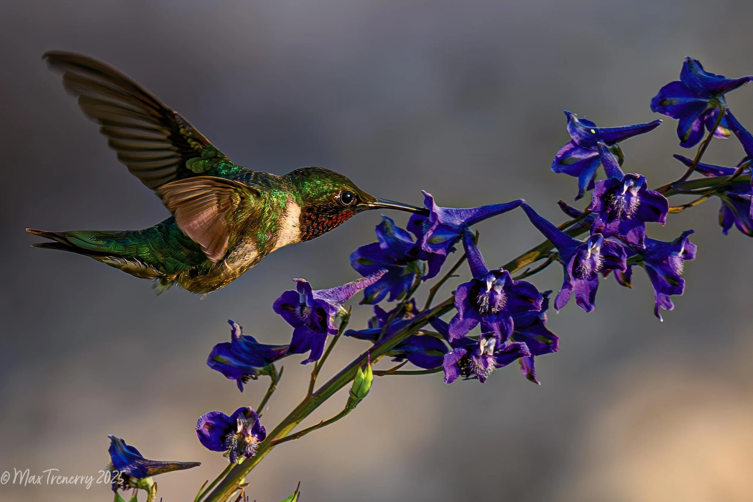For IG Hummingbird Fresco-Hummingbird Fresco DSC_0064-Enhanced-NR-Edit-Edit-Edit.jpg