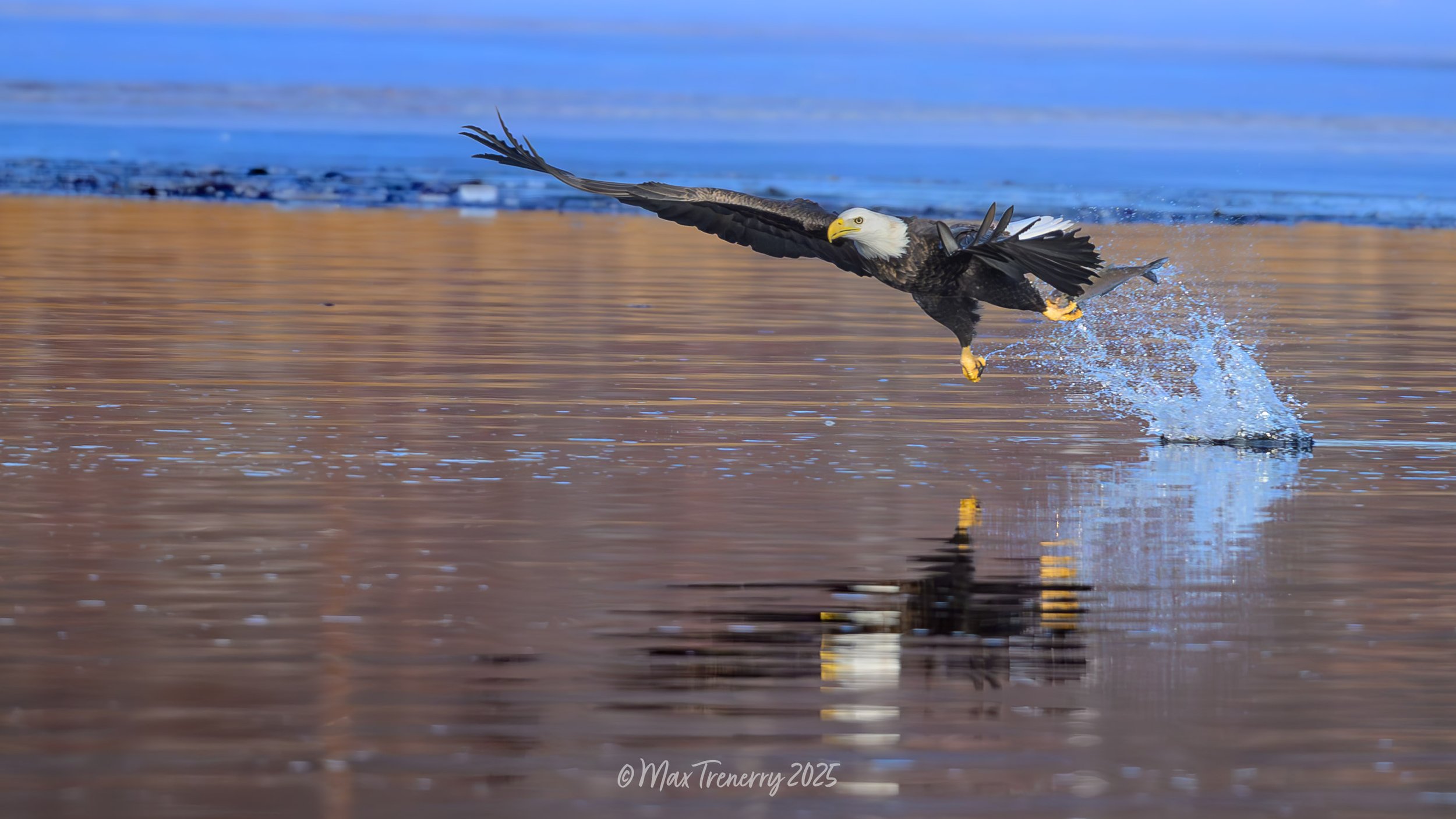 Bald Eagle fishing in the Black River near La Crosse, Wisconsin