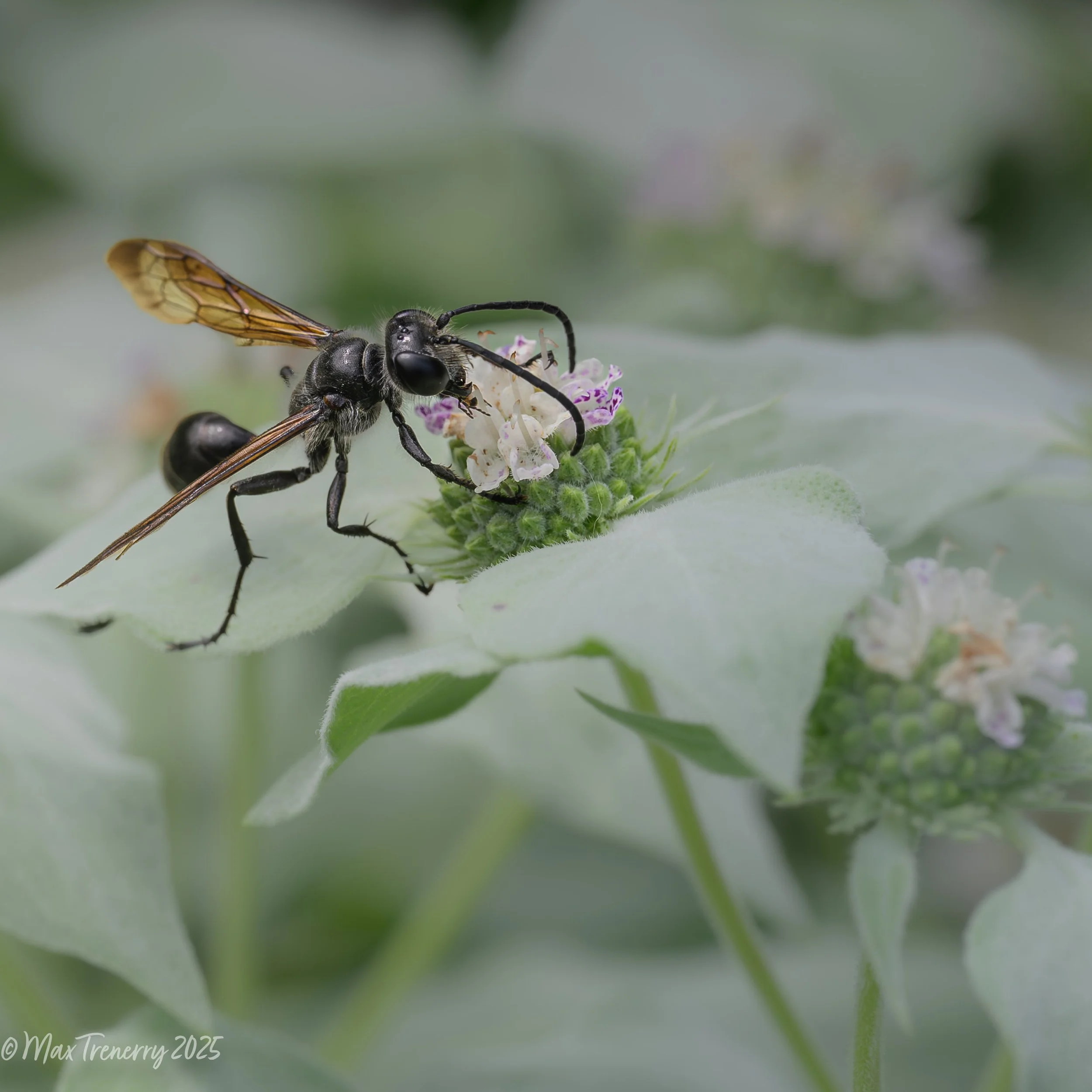Mexican grass carrying wasp on clustered mountain mint