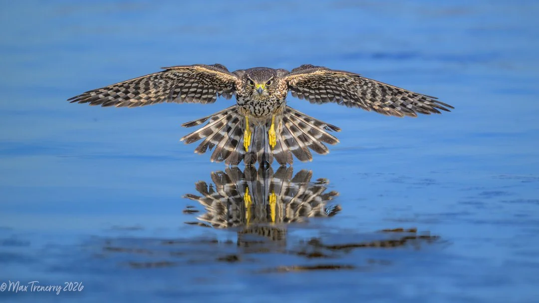 Merlin near La Crosse, Wisconsin hovering over the Black River