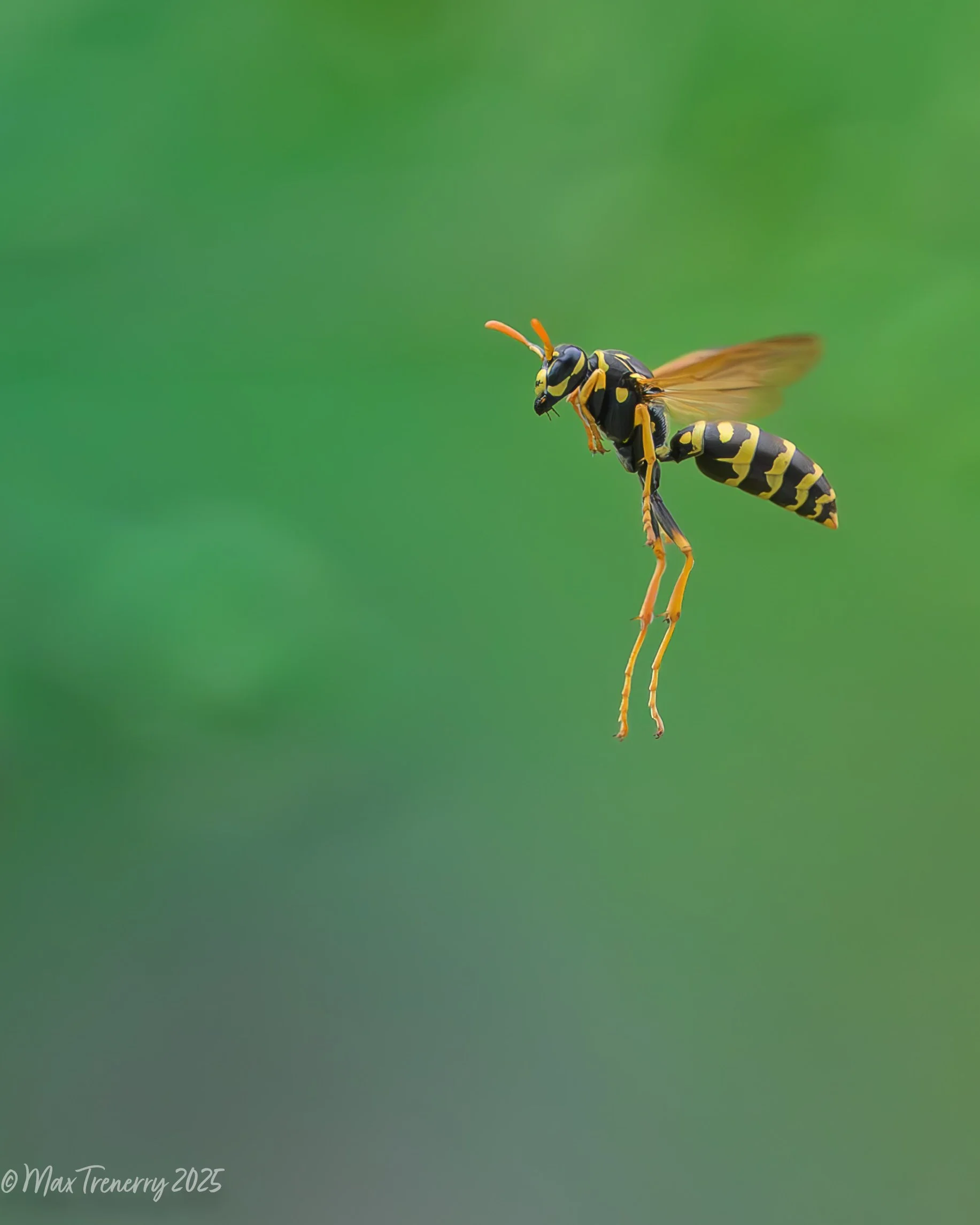 The ubiquitous paper wasp in flight