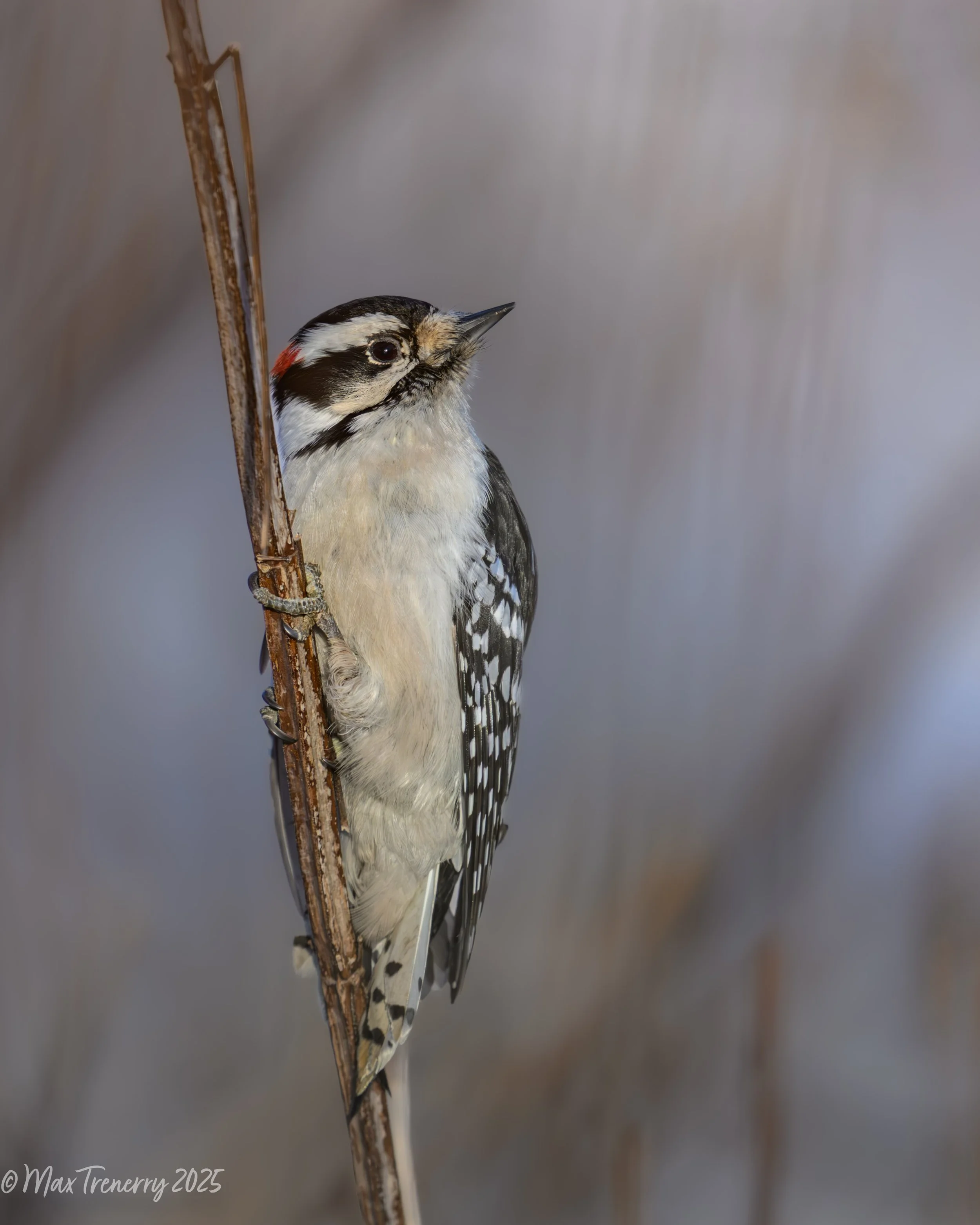 For IG Downy Woodpecker on Hyssop_DSC7142.jpg