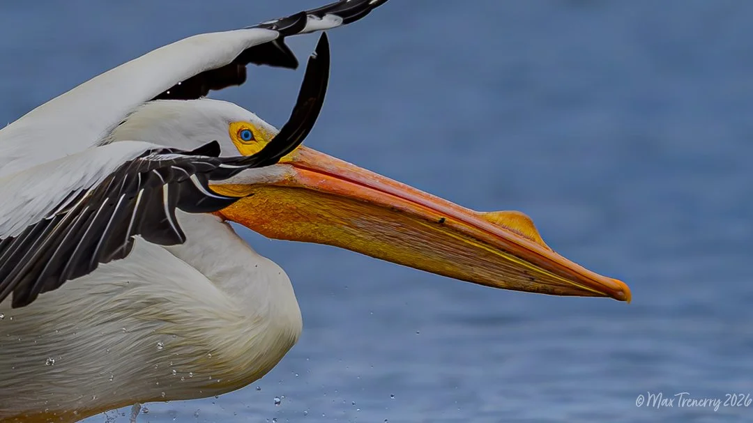 American Pelican from Friday the 13th in La Crosse, Wisconsin.
