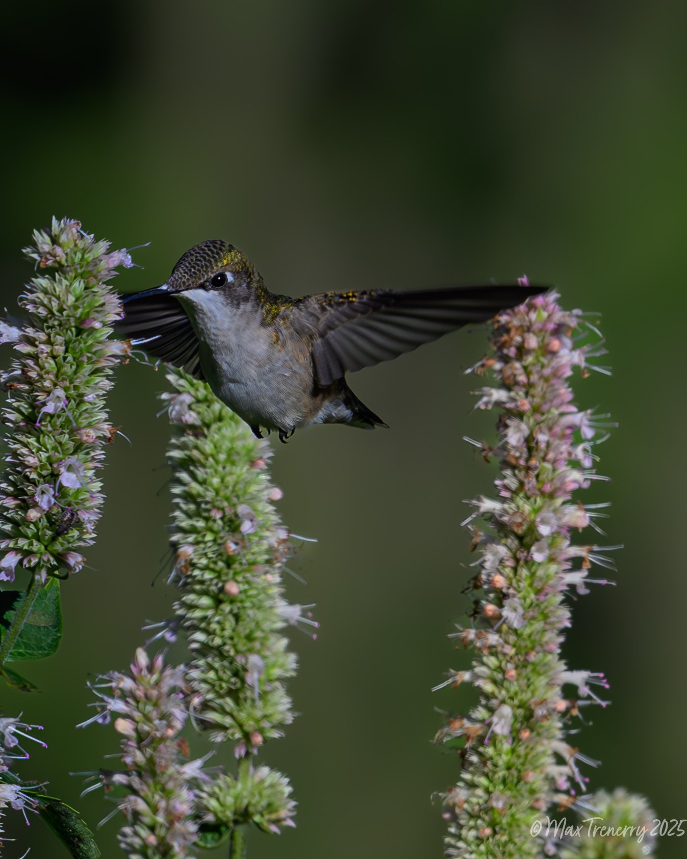 For IG Hummingbird at Hyssop_DSC3657-2-2.jpg