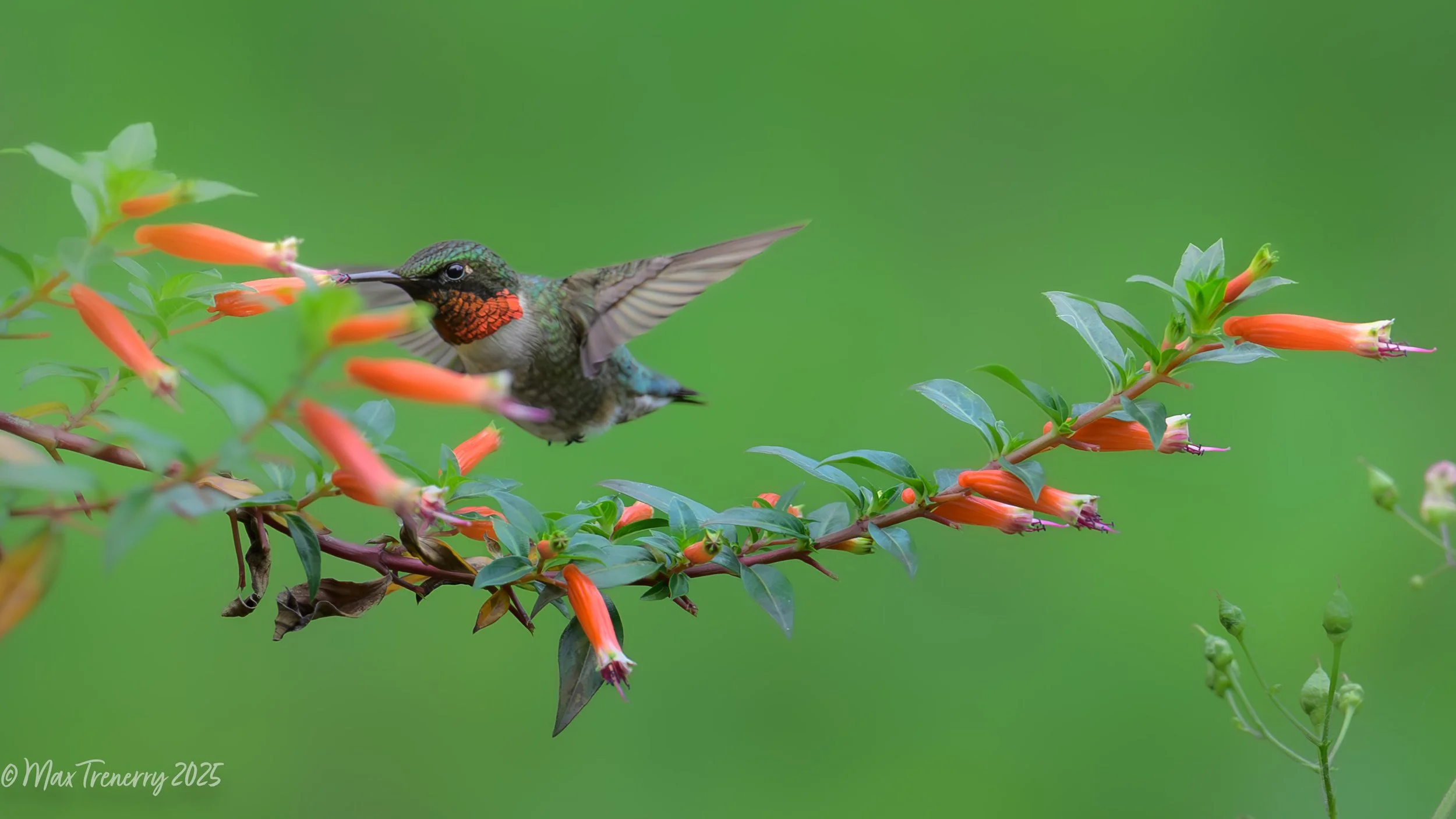 For IG Hummingbird at Cuphea_DSC1259.jpg