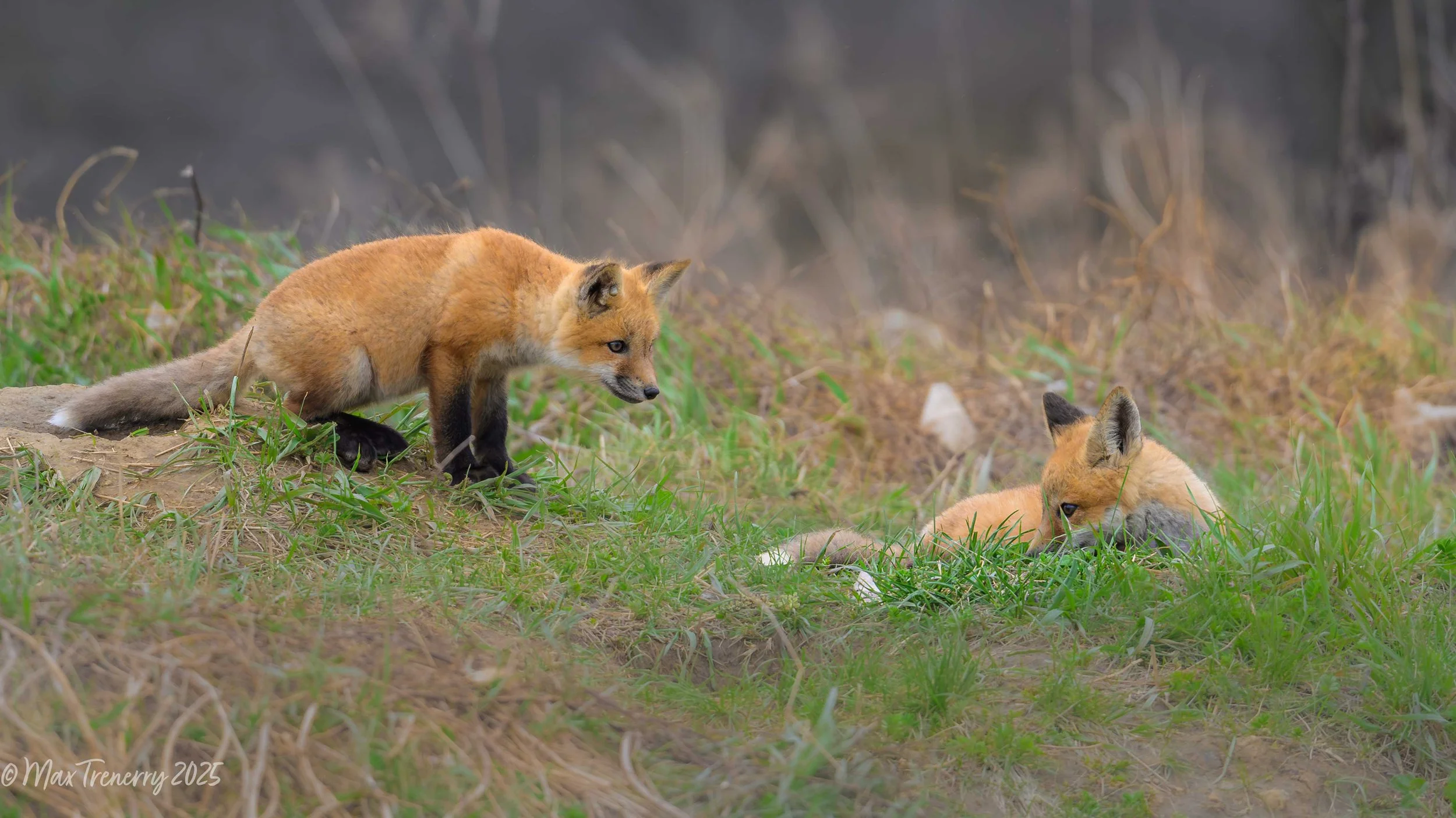 For IG Fox Kits Looks Like Trouble_DSC3584.jpg