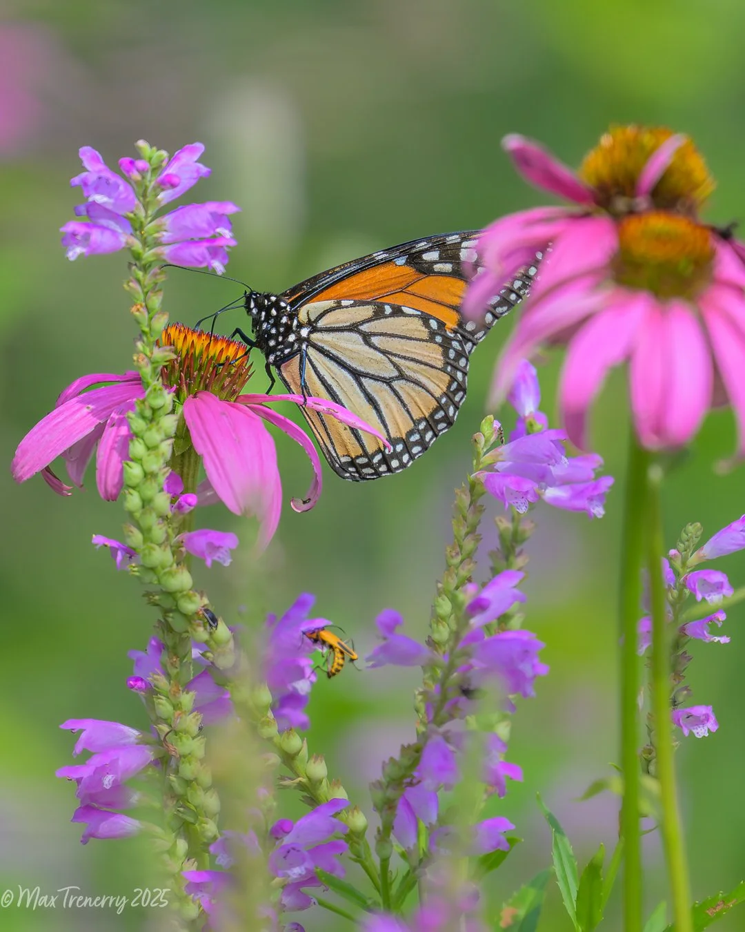 Dreaming of Summertime...Monarch and bonus Soldier Beetle in our wildflower garden August, 2025. The soldier beetle is putting some effort toward climbing into an Obedient Plant blossom. Nikon Z8 and Nikkor Z 400mm TC f/2.8 VR S.