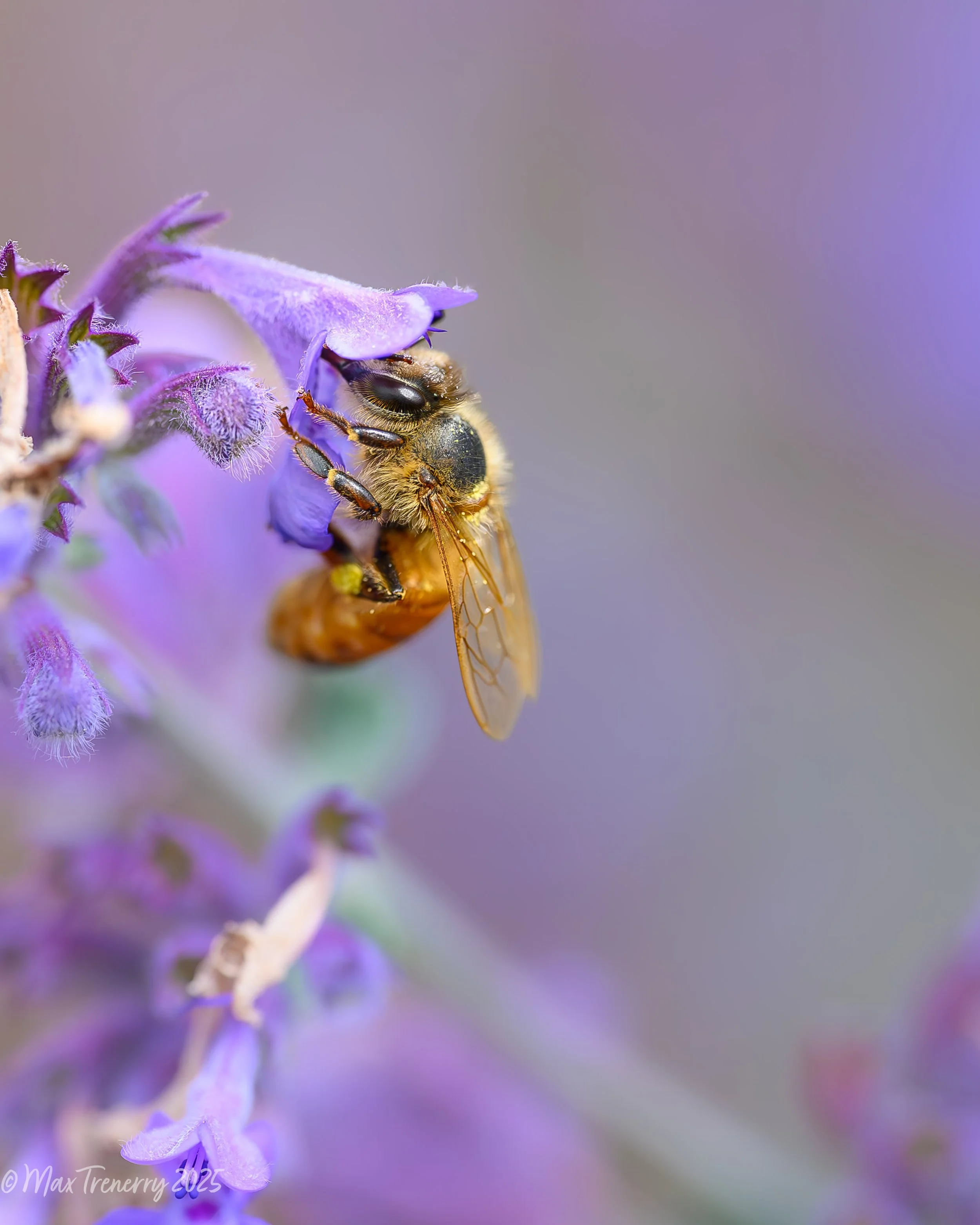 Honey bee on catmint.  Summer, 2025