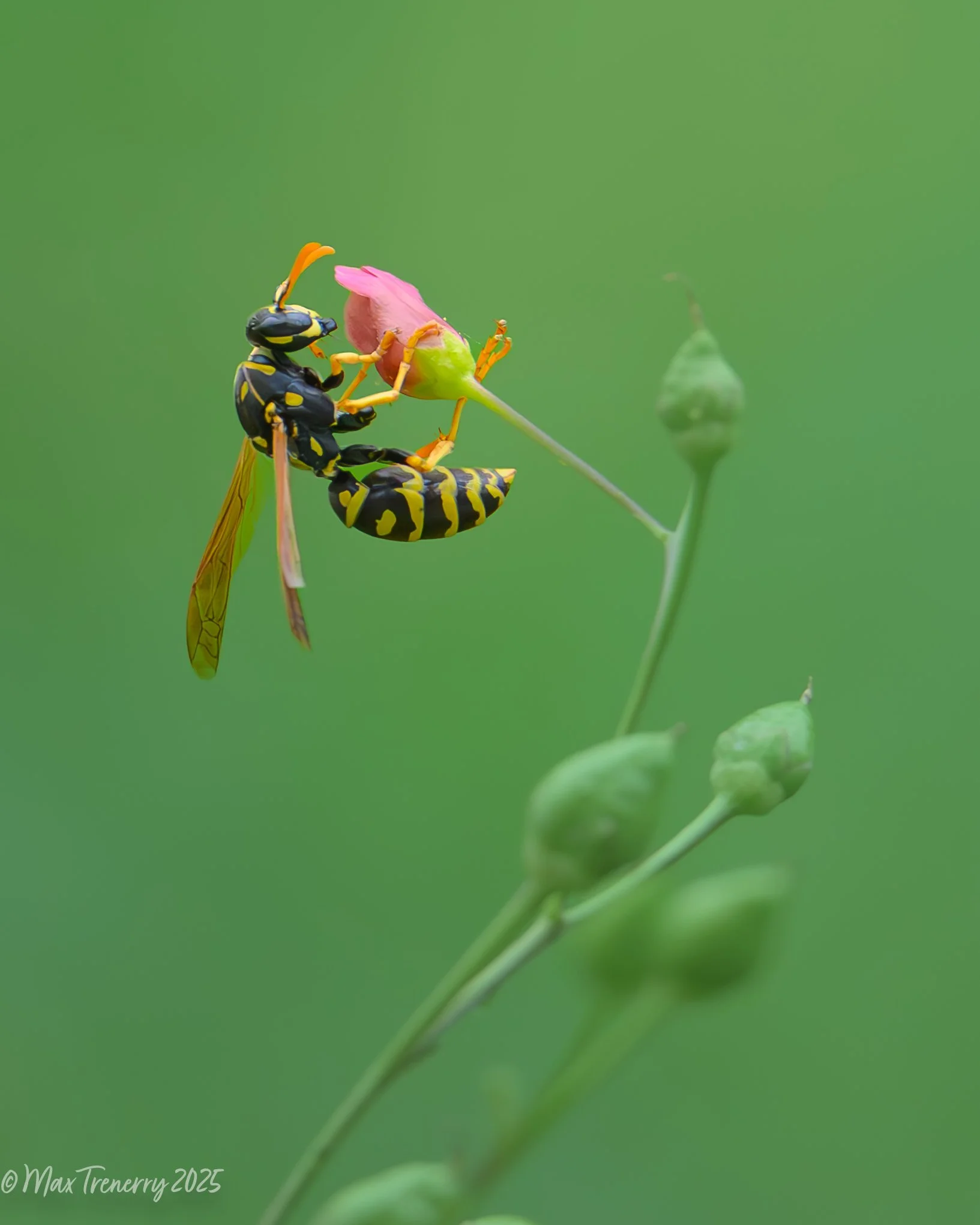 Paper wasp visiting Figwort
