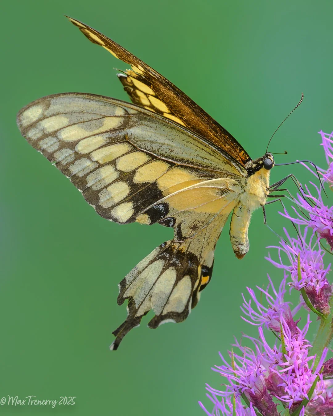  I believe this is a Giant Swallowtail, who looks a bit tattered in August, 2025. The flower is Prairie Blazing Star. 