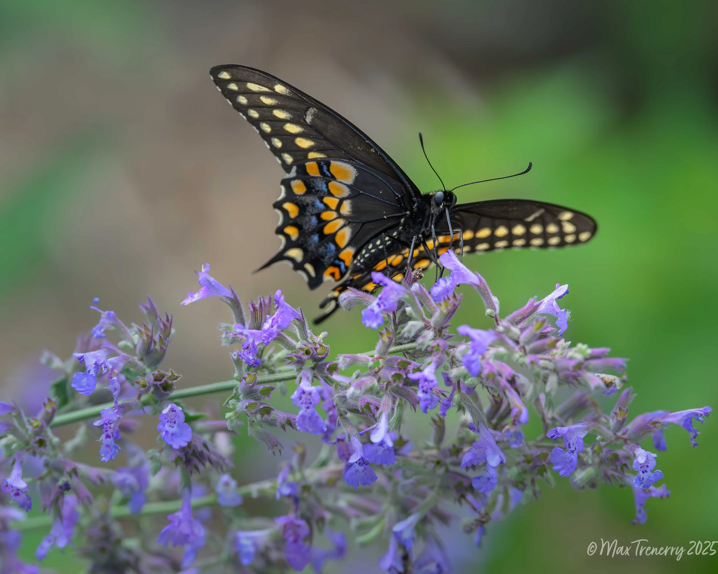 For IG Black Swallowtail on Catmint_DSC0515.jpg
