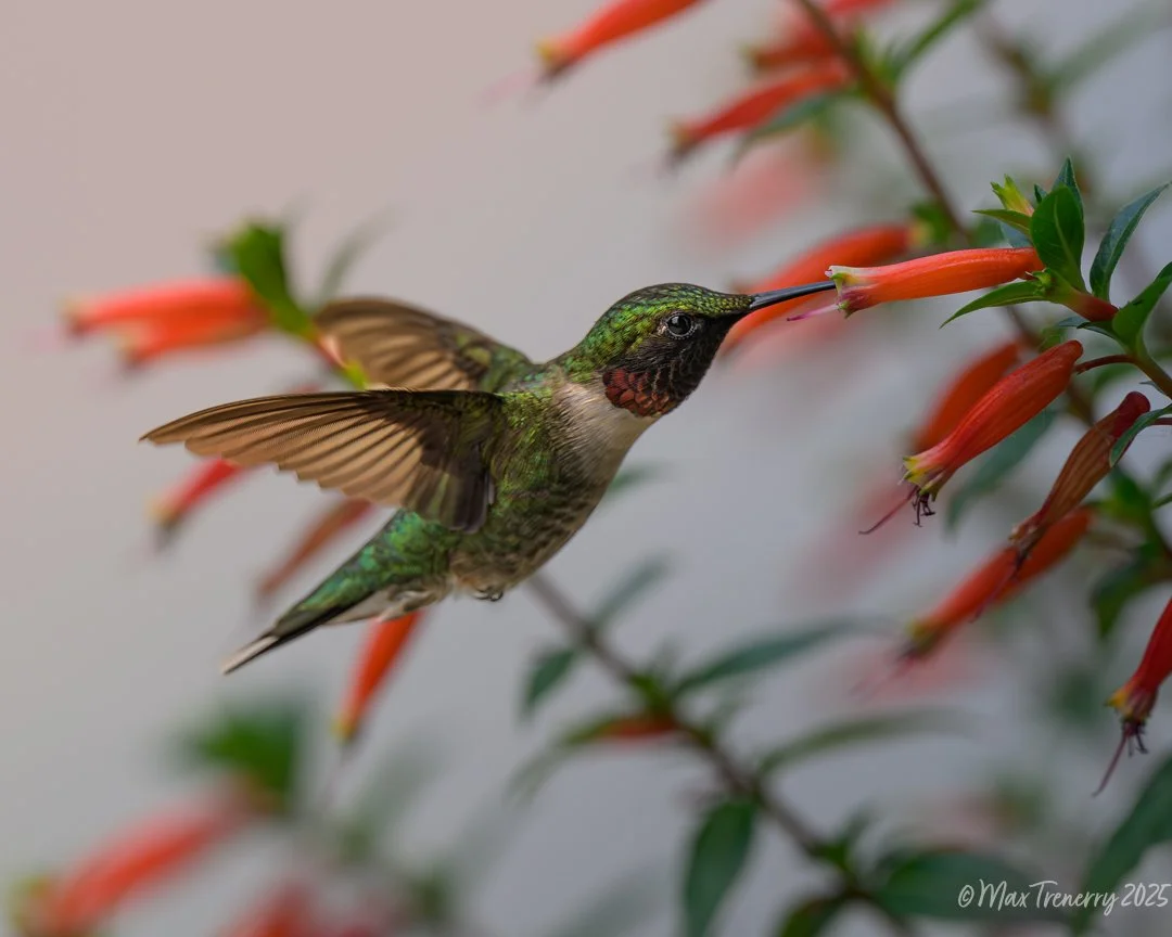 






Liked by rk_wildlife and 18 others
Ruby-throated hummingbird from June, 2025...looking forward to their return...soon, please! Nikon Z8 and Nikkor Z 70-200mm f/2.8 VR S with Nikkor Z TC 1.4x