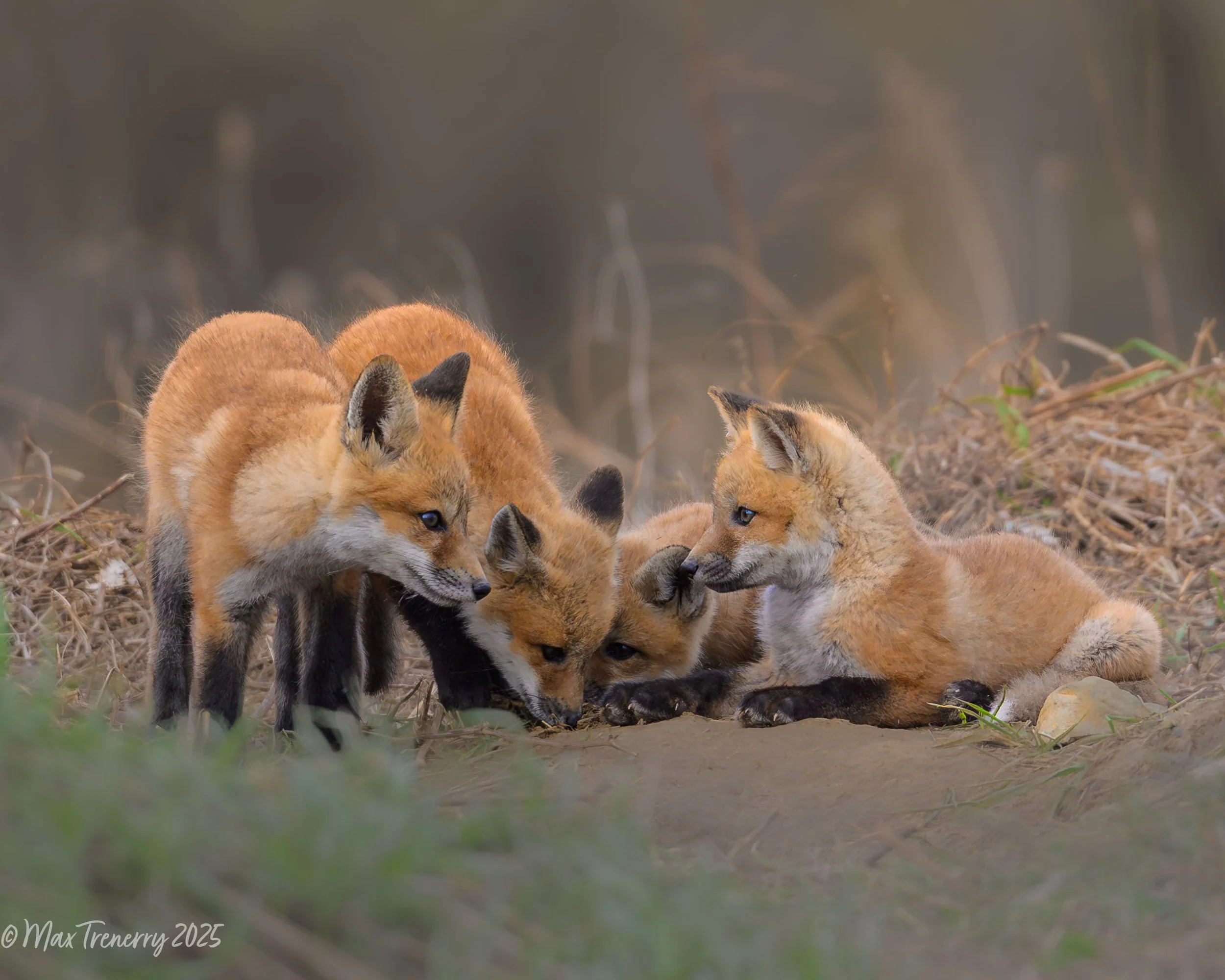 For IG Fox Kits Looks Like Trouble_DSC3804.jpg