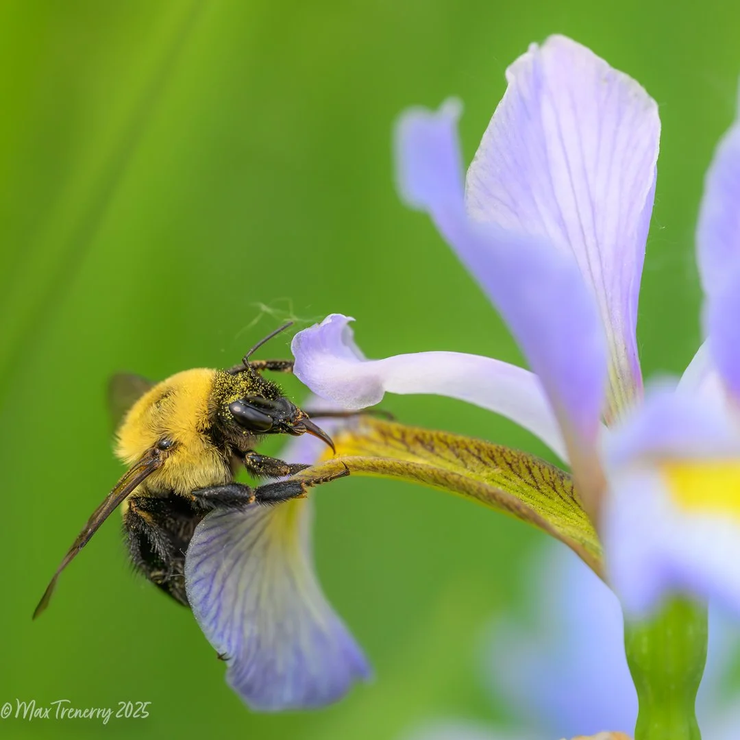 Bumblebee visiting Northern Blue Flag Iris.  June, 2025