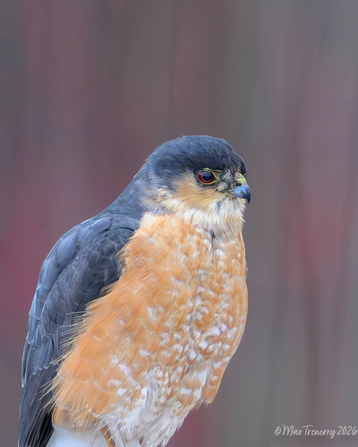 For IG Harry our local Sharp Shinned Hawk_DSC0448.jpg