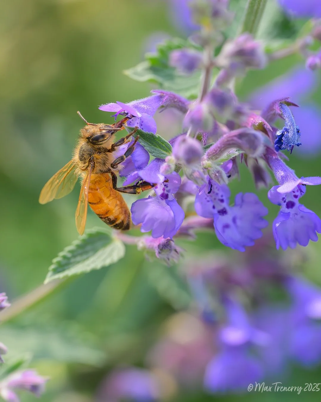 Honeybee and Catmint in our Wildflower Garden from June, 2025