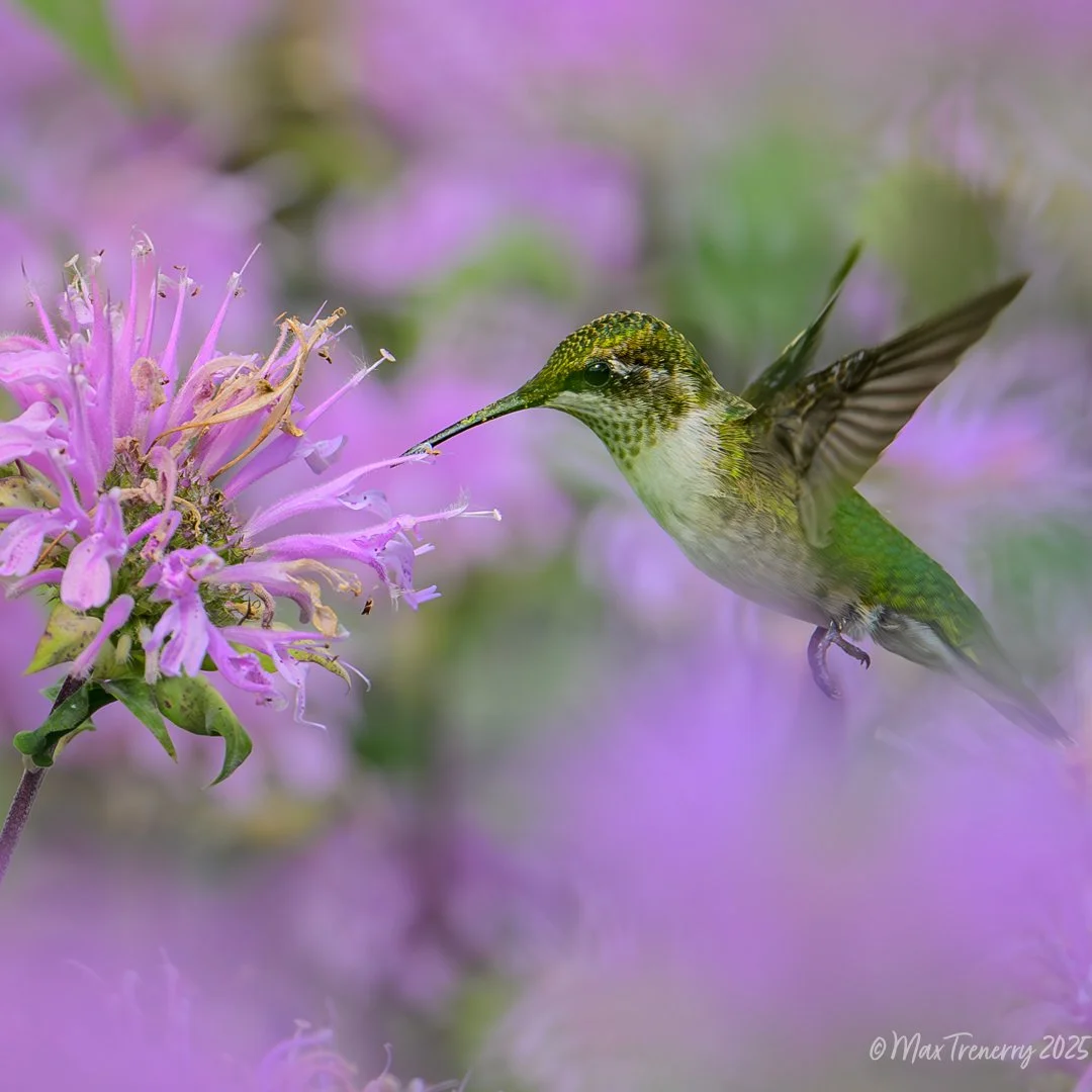 A series of Ruby-throated hummingbird images from our wildflower garden in July,  2025.  Close-ups firs followed by fuller crops.   Nikkor 400mm f/4.5 VR S lens and Nikon Z8 camera.