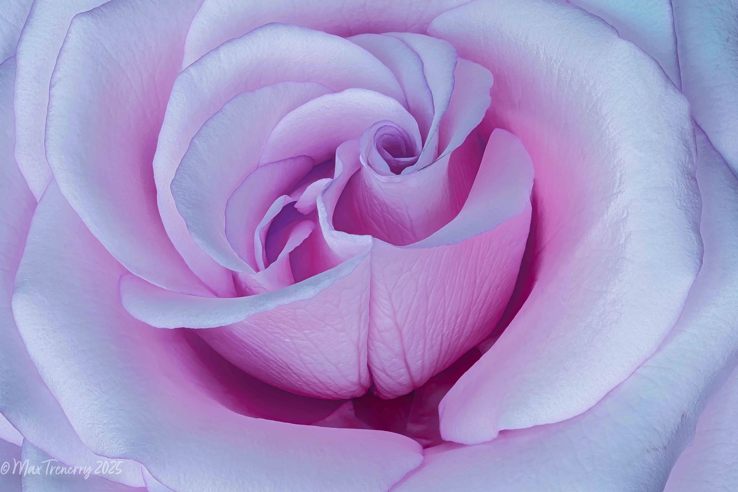 For IG First z8 Rose Stack Hue -60 Edited 2024-04-06-12.02.44 ZS PMax copy.jpg