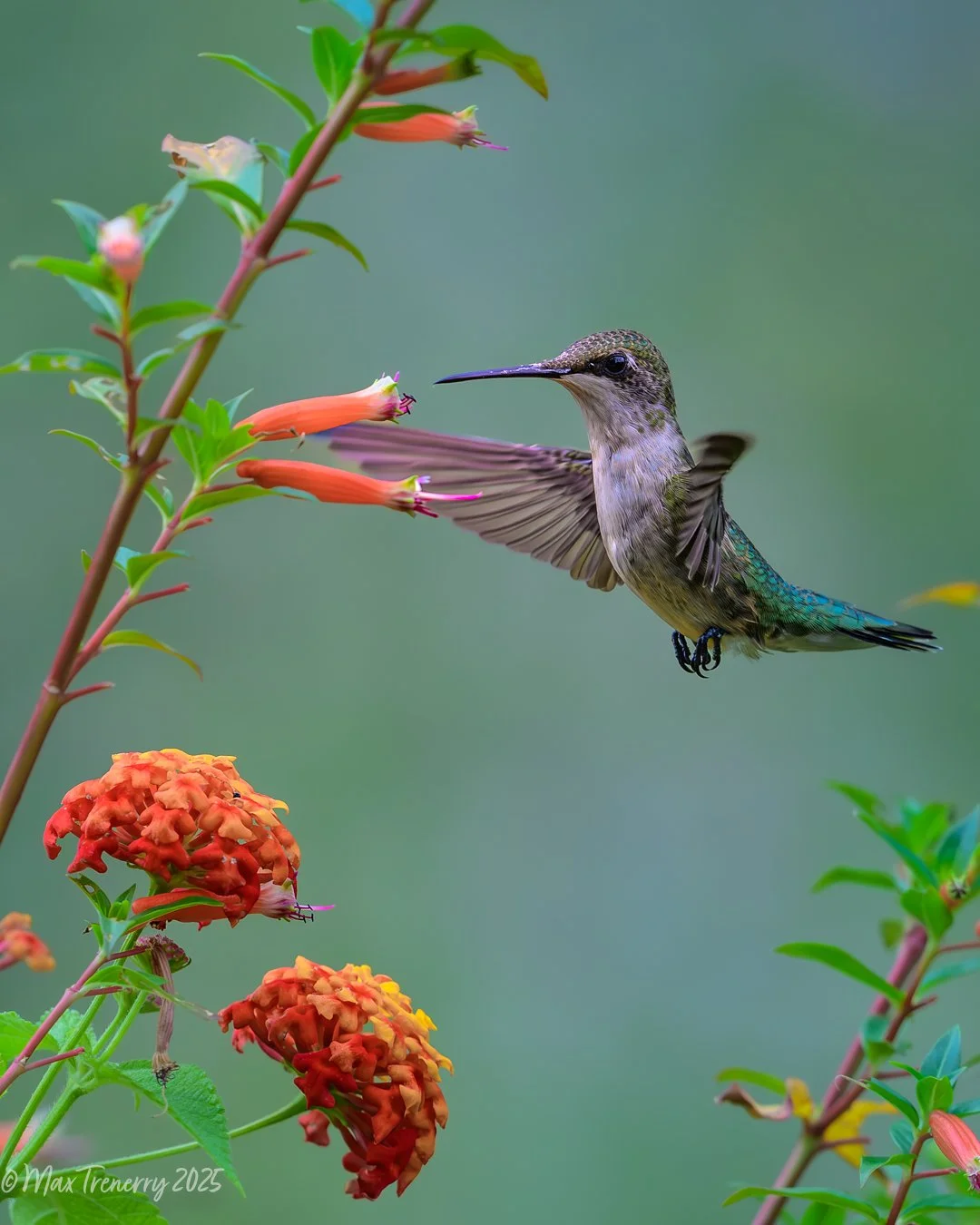 for IG Hummingbird at Cuphea_DSC6612.jpg