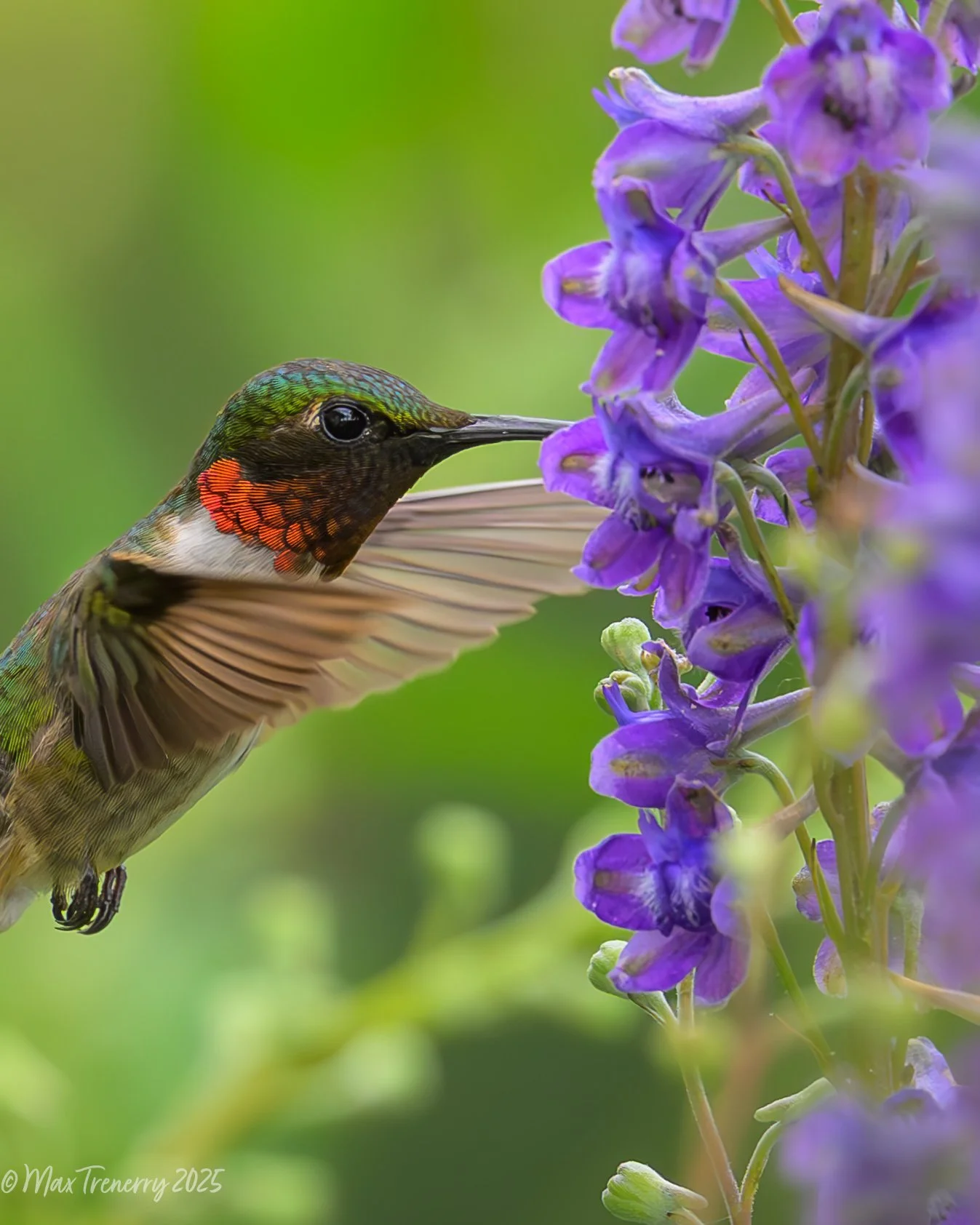For IG Ruby throated hummingbird at delphinium_DSC0600-2-2.jpg