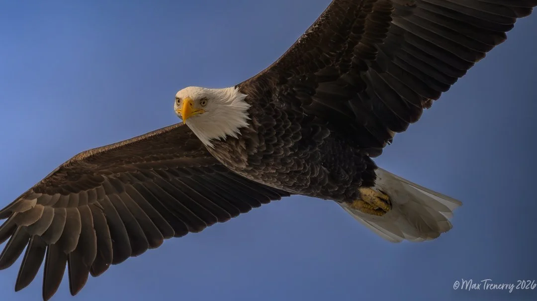 Bald Eagle giving me quite the look.  La Crosse, Wisconsin 