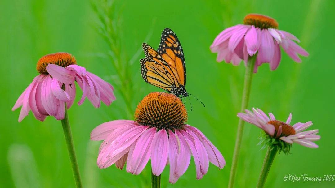 Monarch from July, 2025.   Nikon Z8 and Nikkor Z 400mm f/4.5 VR S.Full disclosure: Not True Macro...shot with 400mm f/4.5 lens.