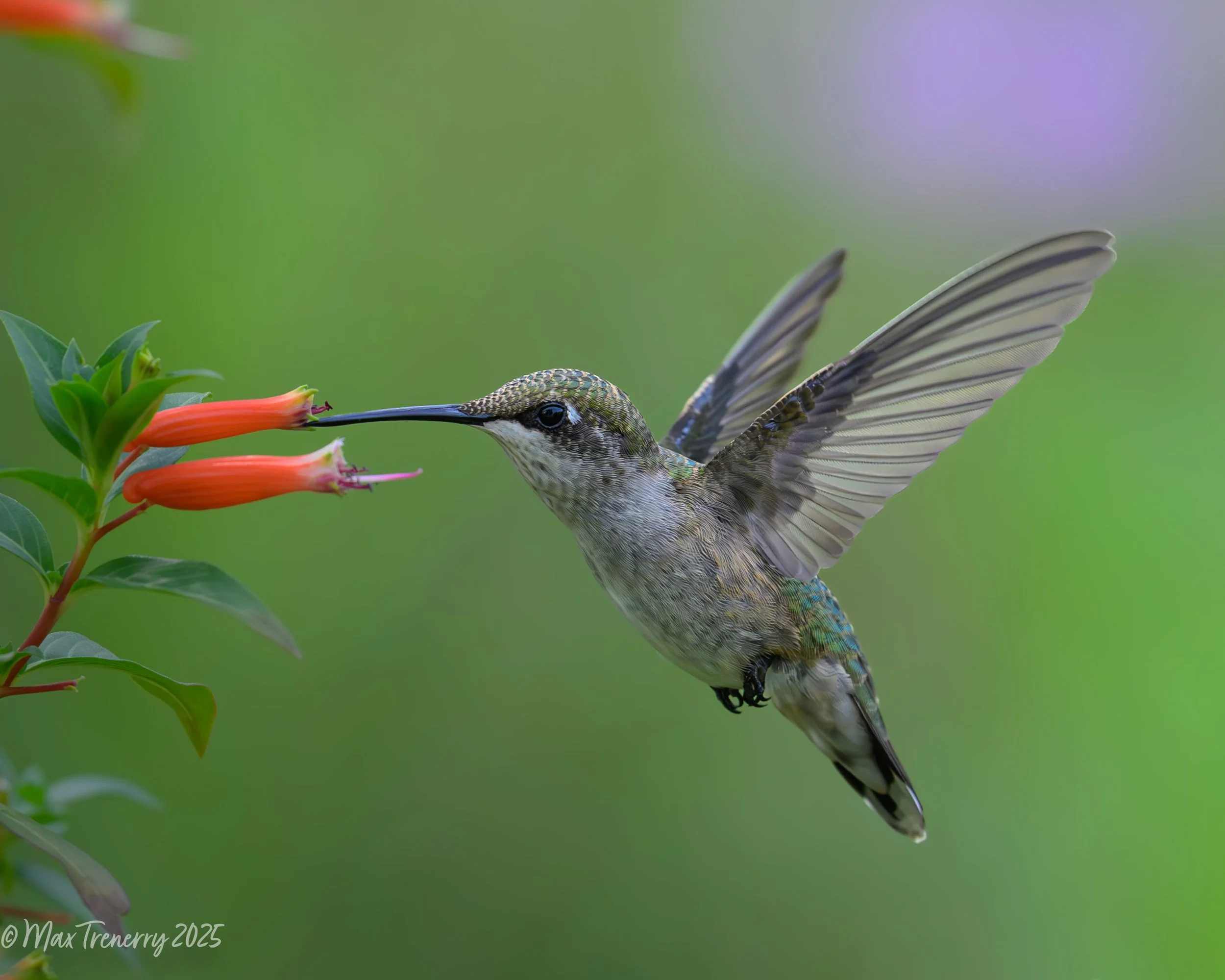 For IG Hummingbird at Cuphea_DSC4505.jpg