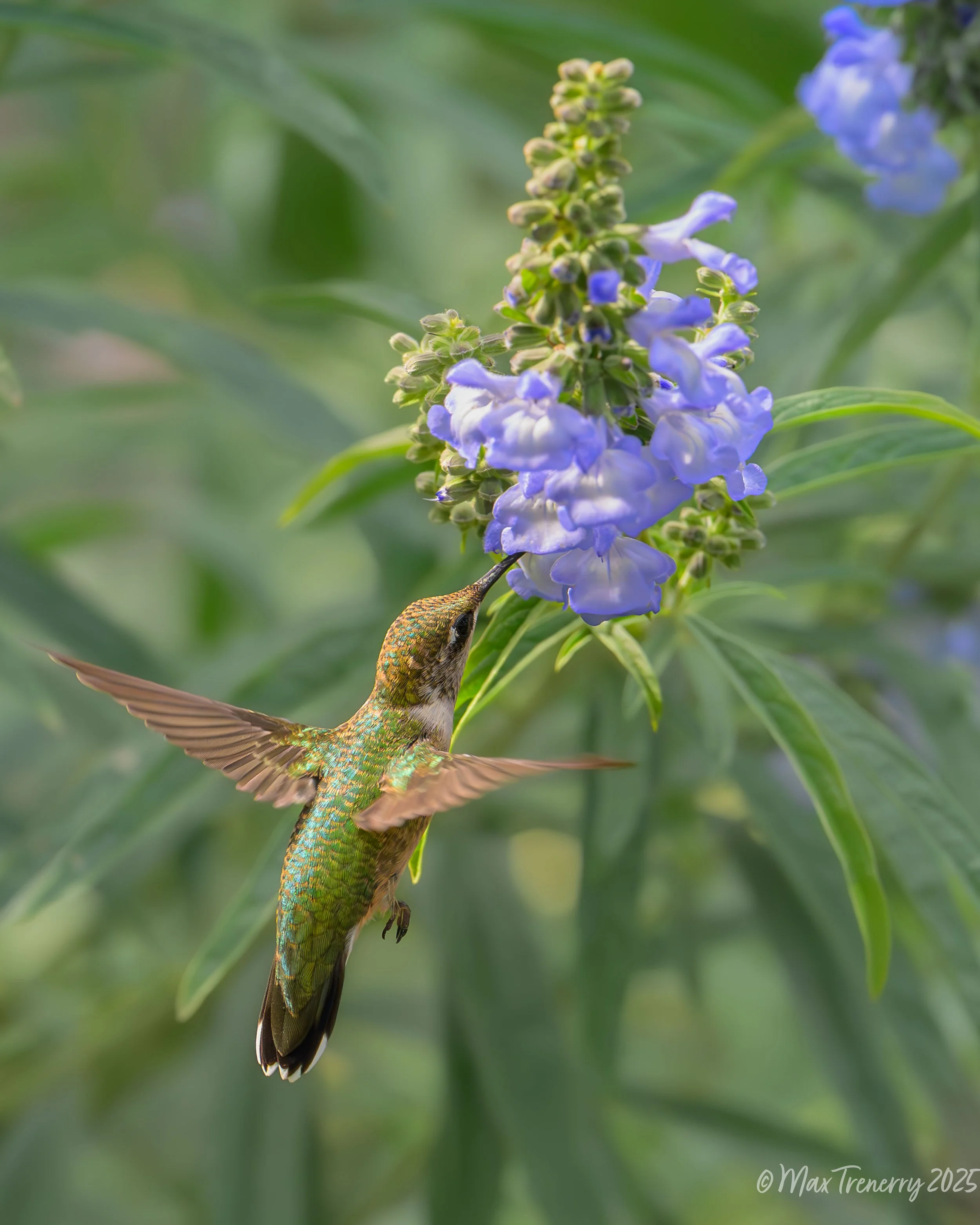 For IG Hummingbird at Sage_DSC5577-2.jpg