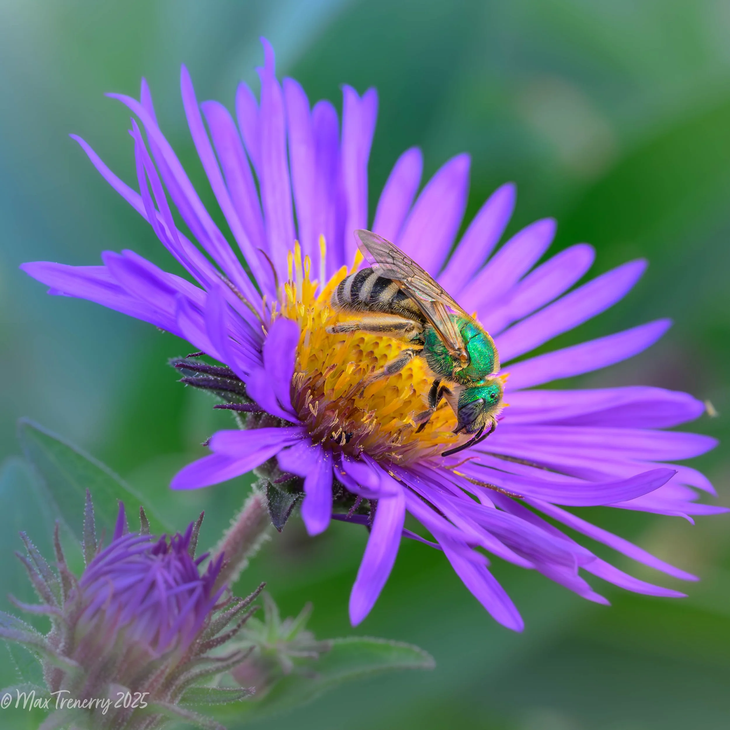 Male metallic green sweat bee on New England aster