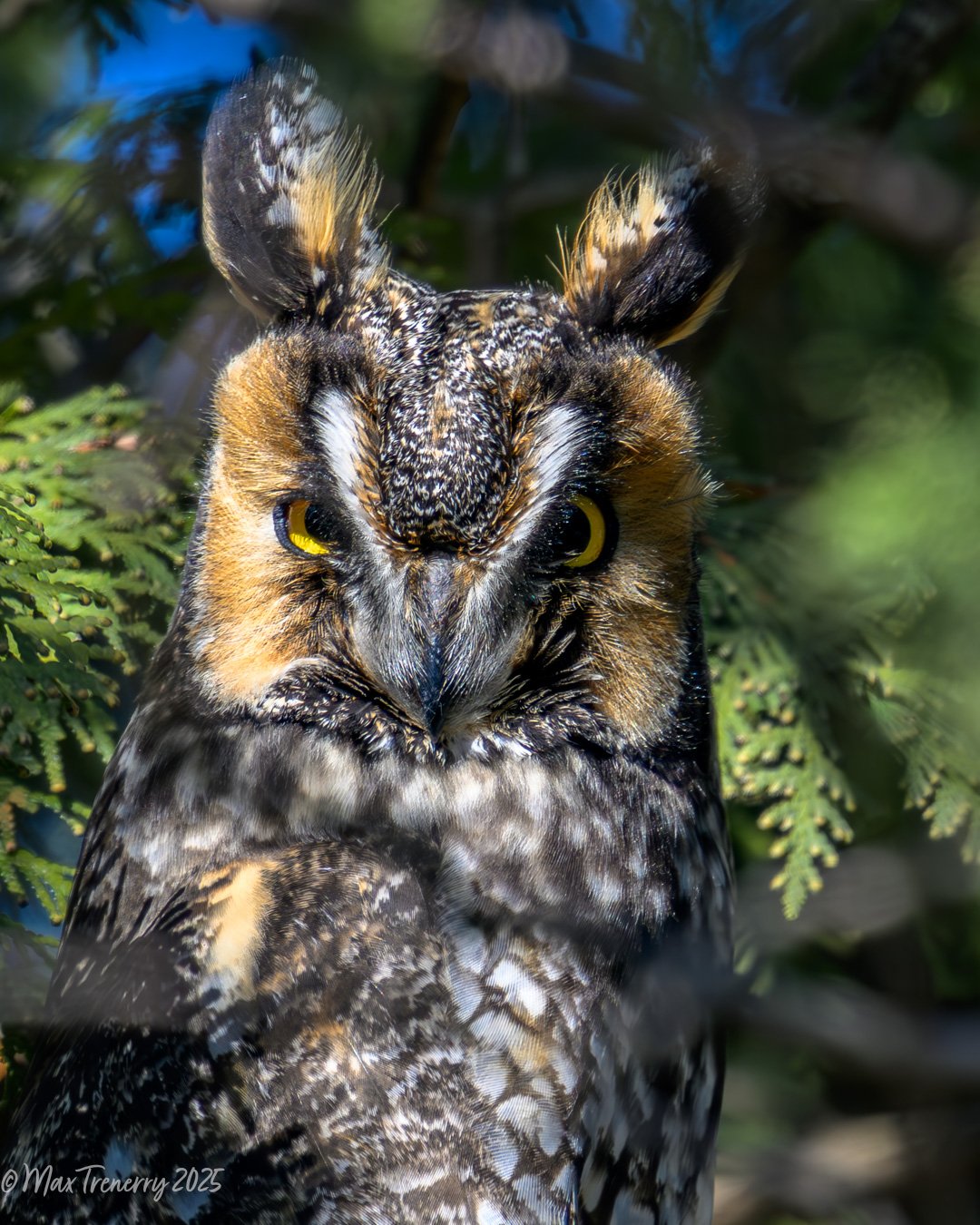 Long-eared Owl Glaring at me!