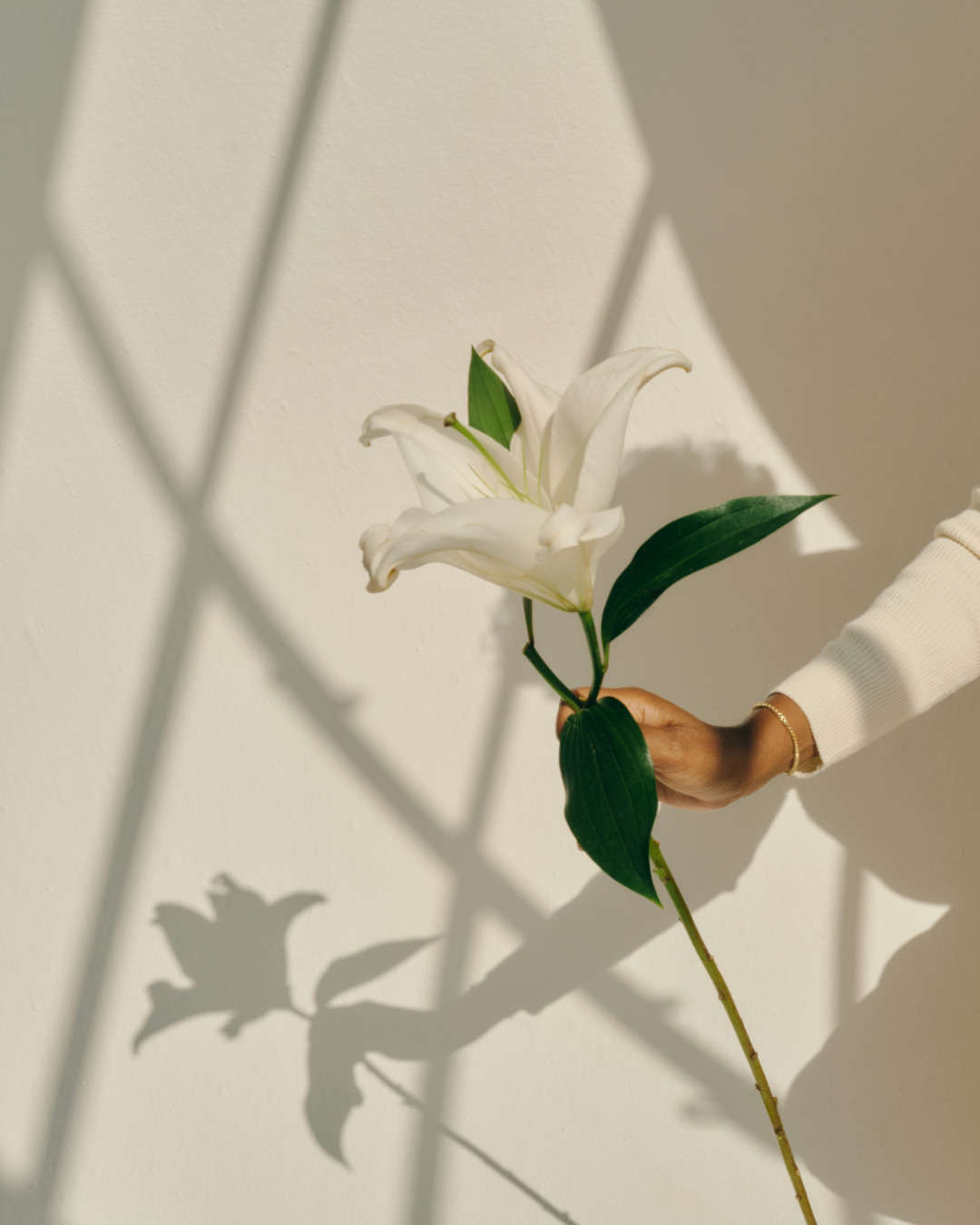 Person holding a white lily flower with green leaves against a light wall and shadows.