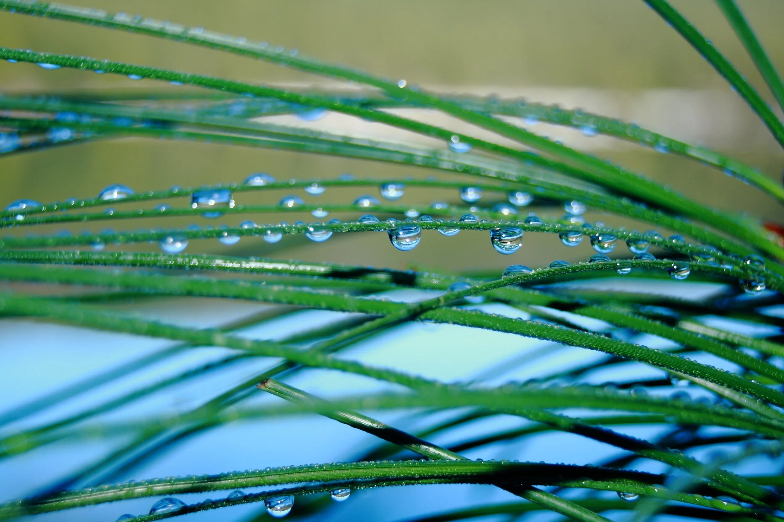 Water droplets on pine tree