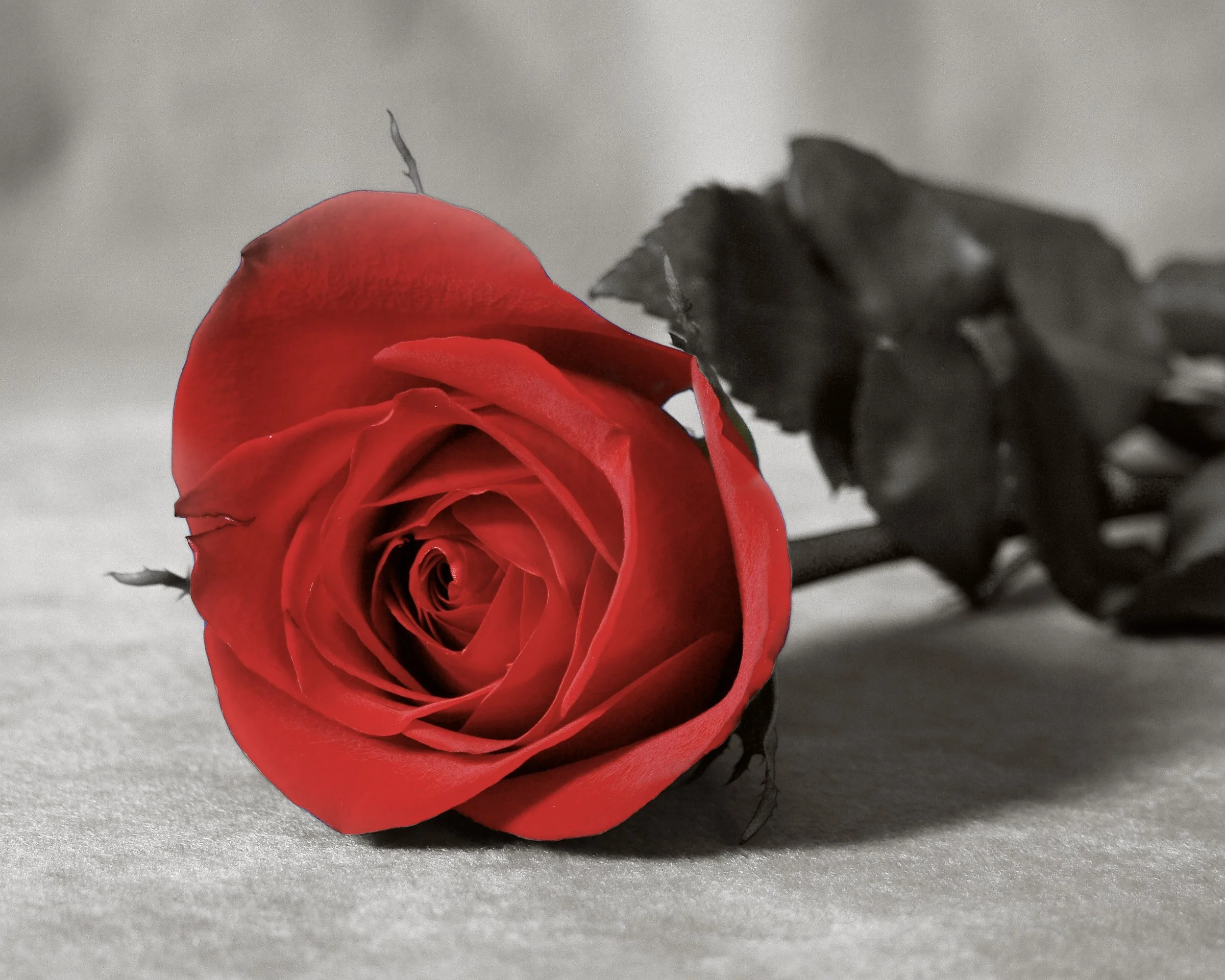 Black and white rose with red petales