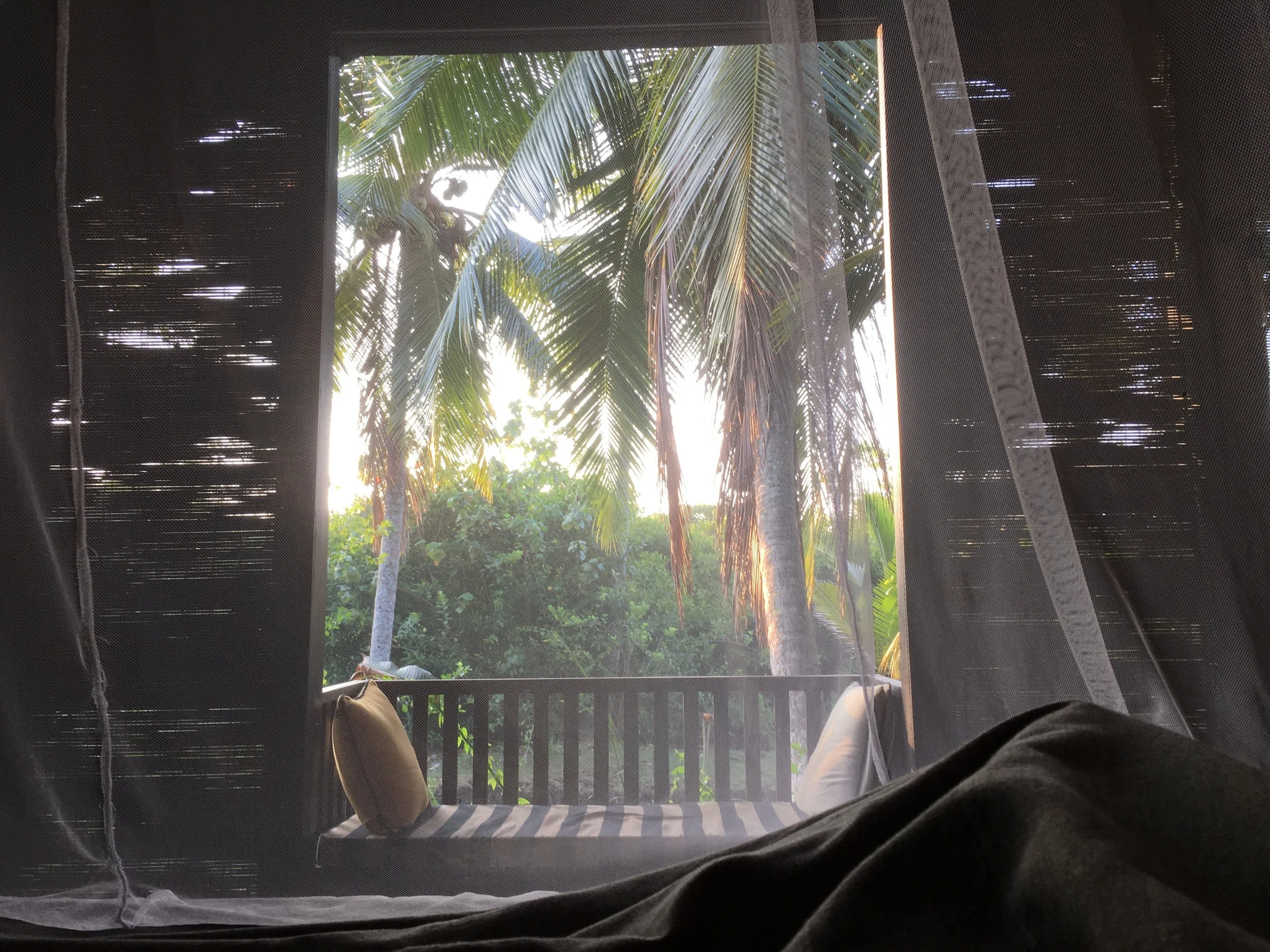 View from a hammock looking out through a canopy of palm trees with sunlight filtering through.