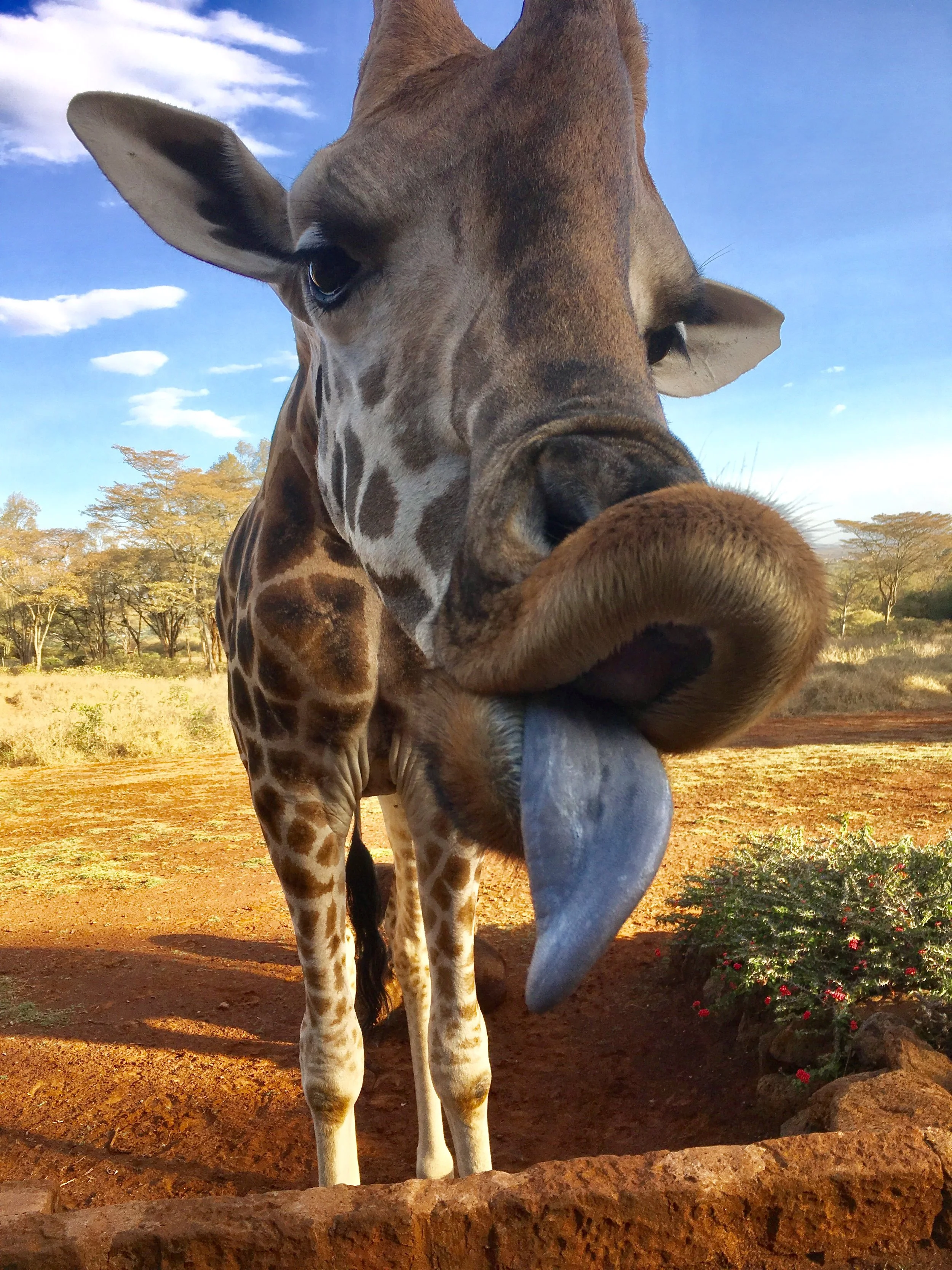 Close-up of a giraffe licking its nose in a savanna landscape.